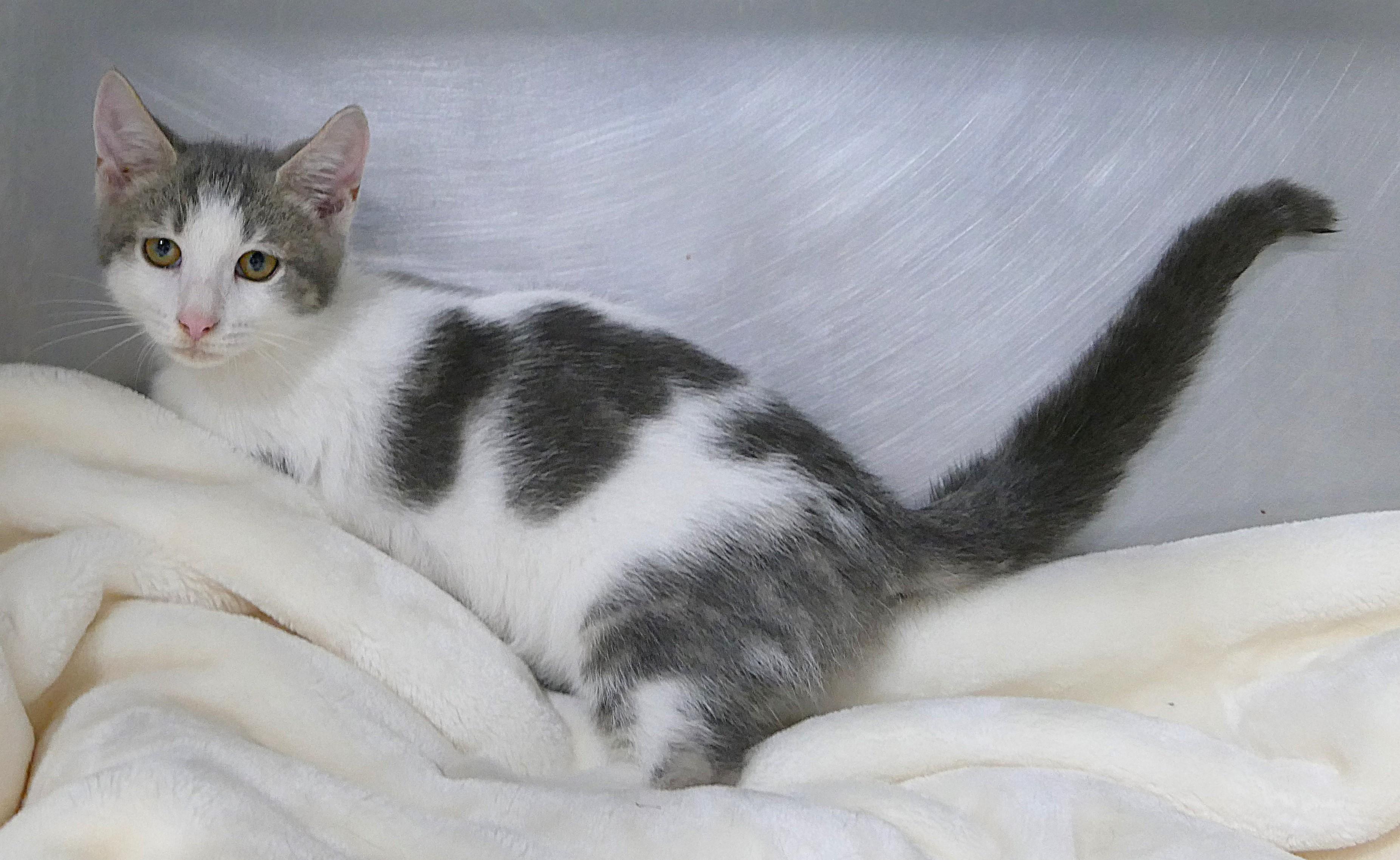 KIT, a ADOPTABLE mixed breed in Beechbottom, WV image 2/3