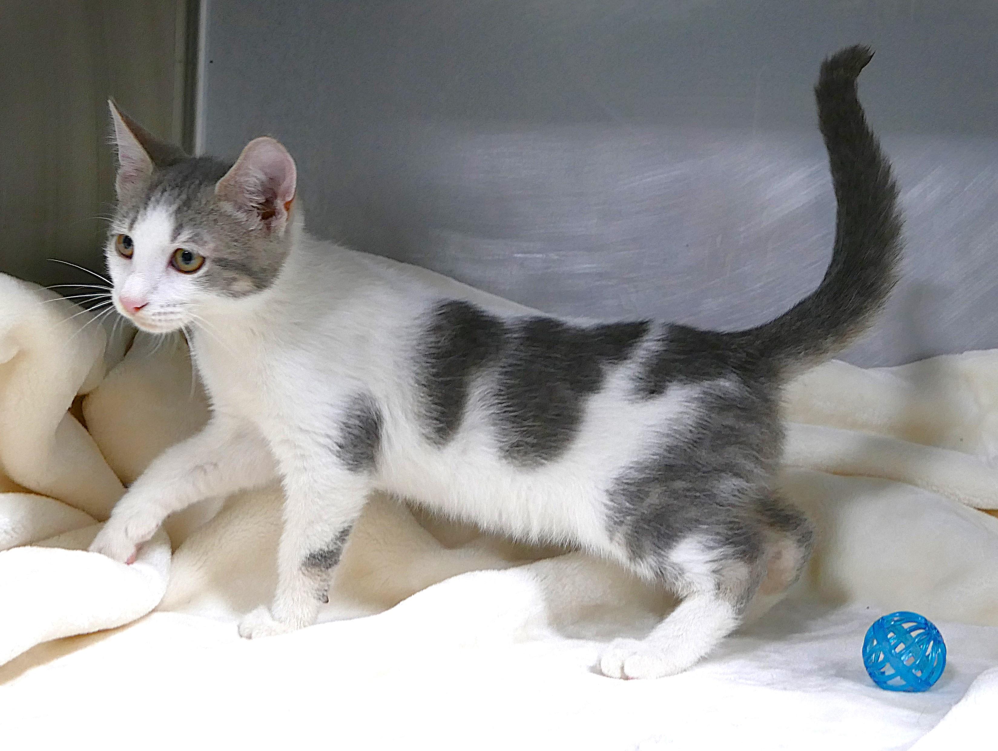 KIT, a ADOPTABLE mixed breed in Beechbottom, WV image 3/3