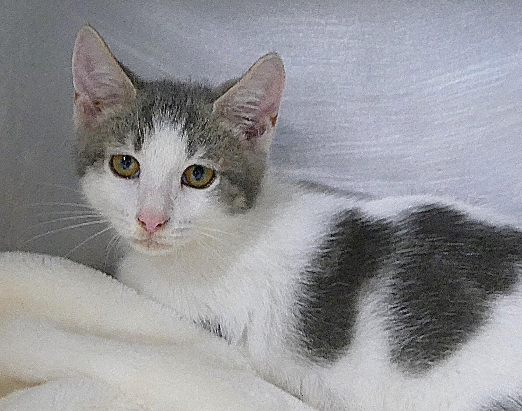 KIT, ADOPTABLE, Kitten Male Domestic Short Hair.