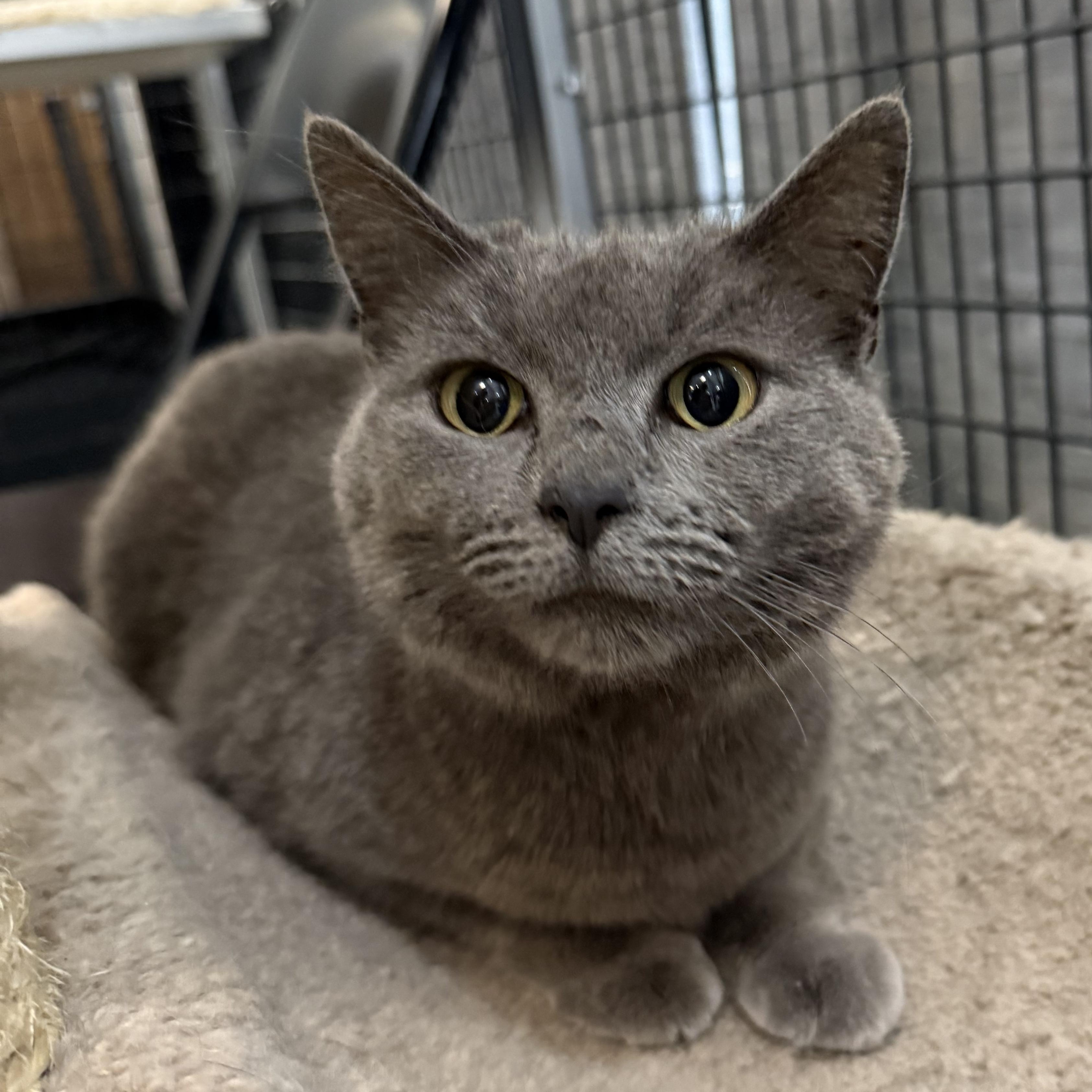 Enlarge Sweetie, a ADOPTABLE mixed breed in Plymouth, MA image 1/2