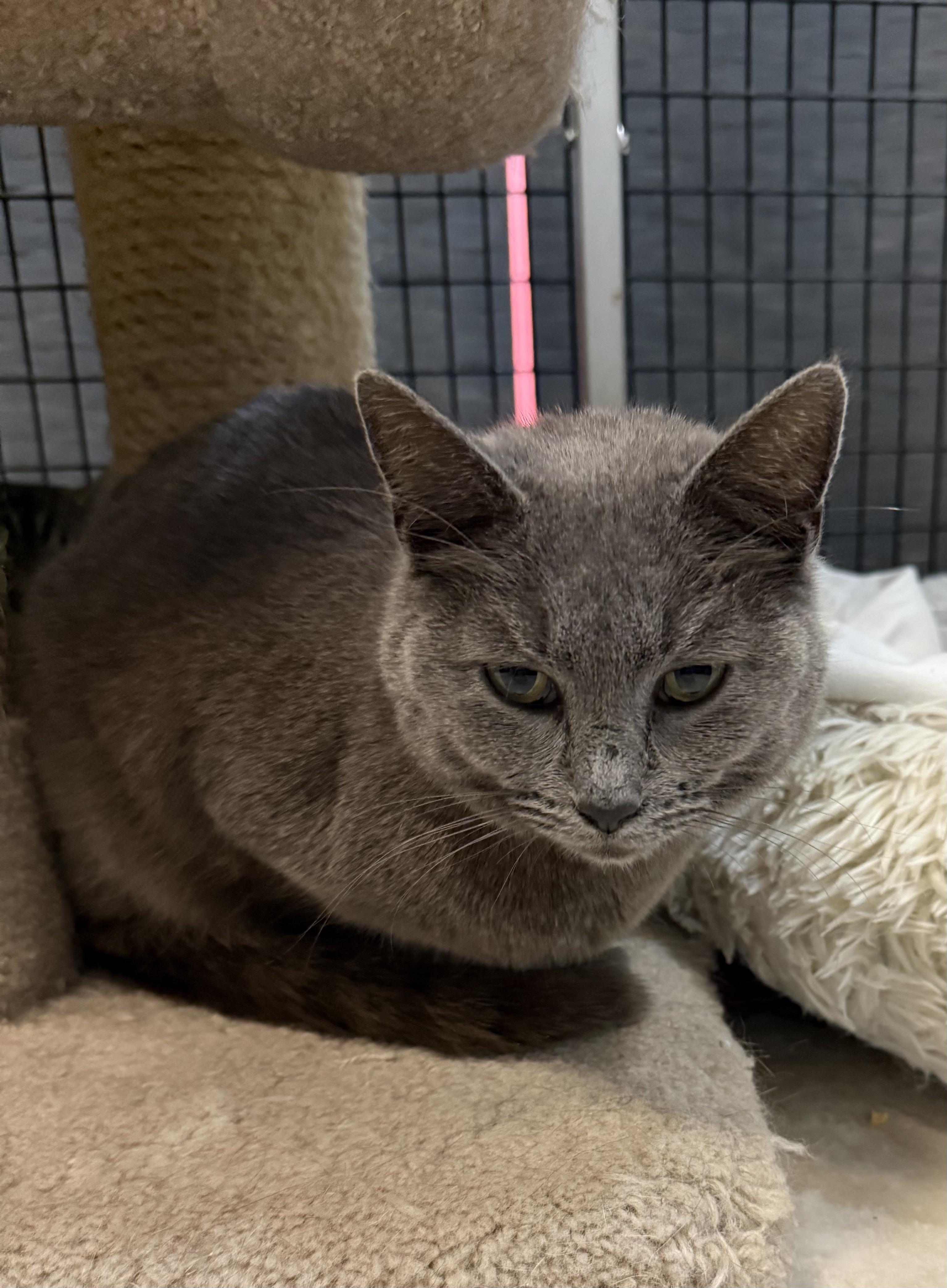 Enlarge Sweetie, a ADOPTABLE mixed breed in Plymouth, MA image 2/2