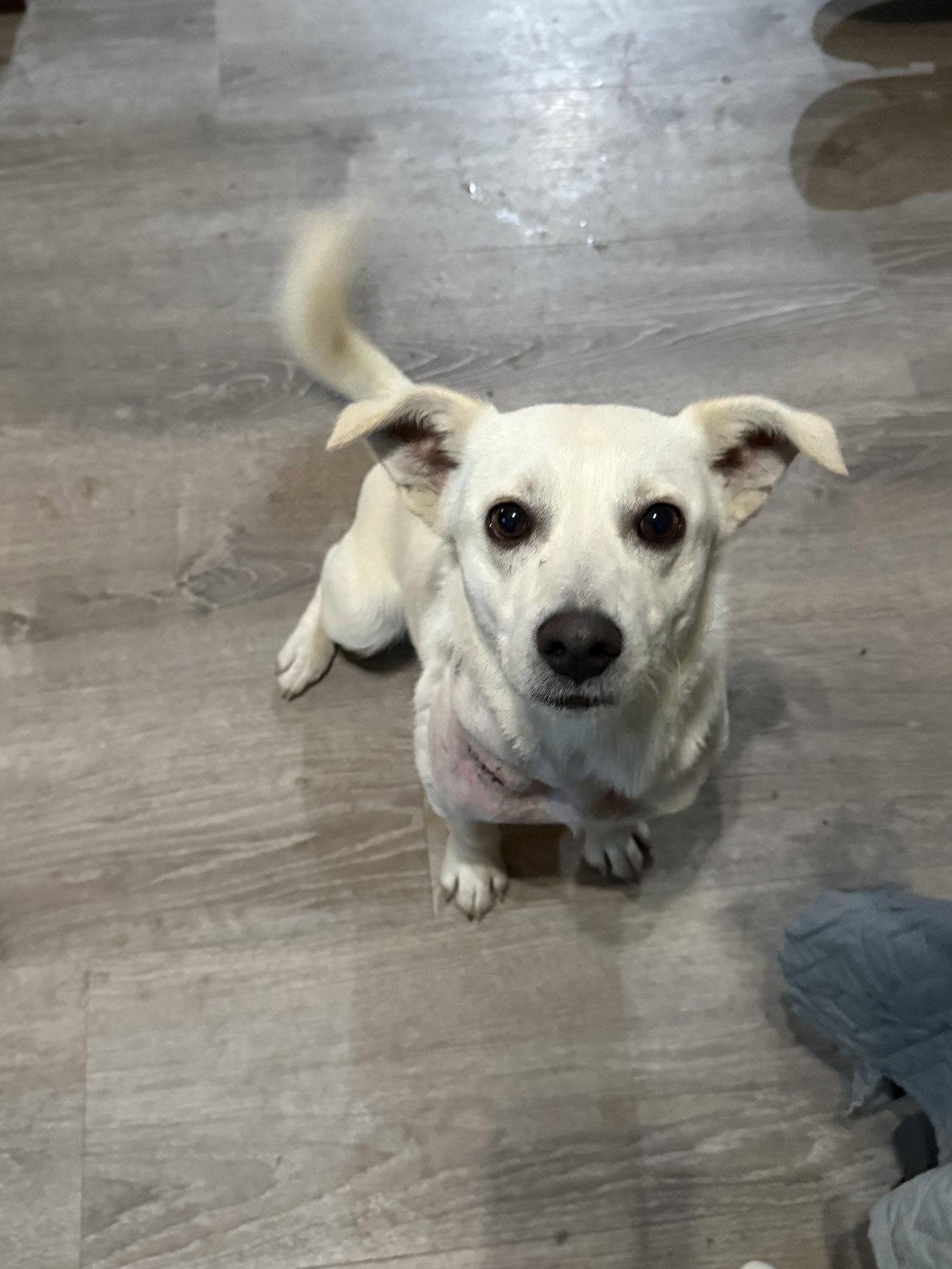 Asher, Adopted, Young Male Cardigan Welsh Corgi & Chihuahua.