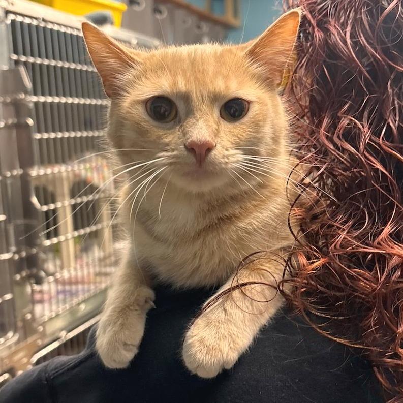 Enlarge Rosy - Petsmart Belleville, a Adoptable Domestic Short Hair in Belleville, IL image 1/1