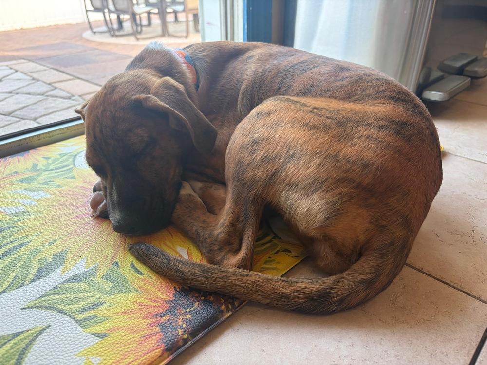 Peppa, Adoptable, Puppy Female Mixed Breed.