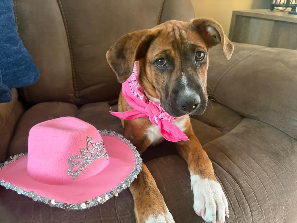Peppa, a Adoptable mixed breed in Valley Stream, NY image 2/6