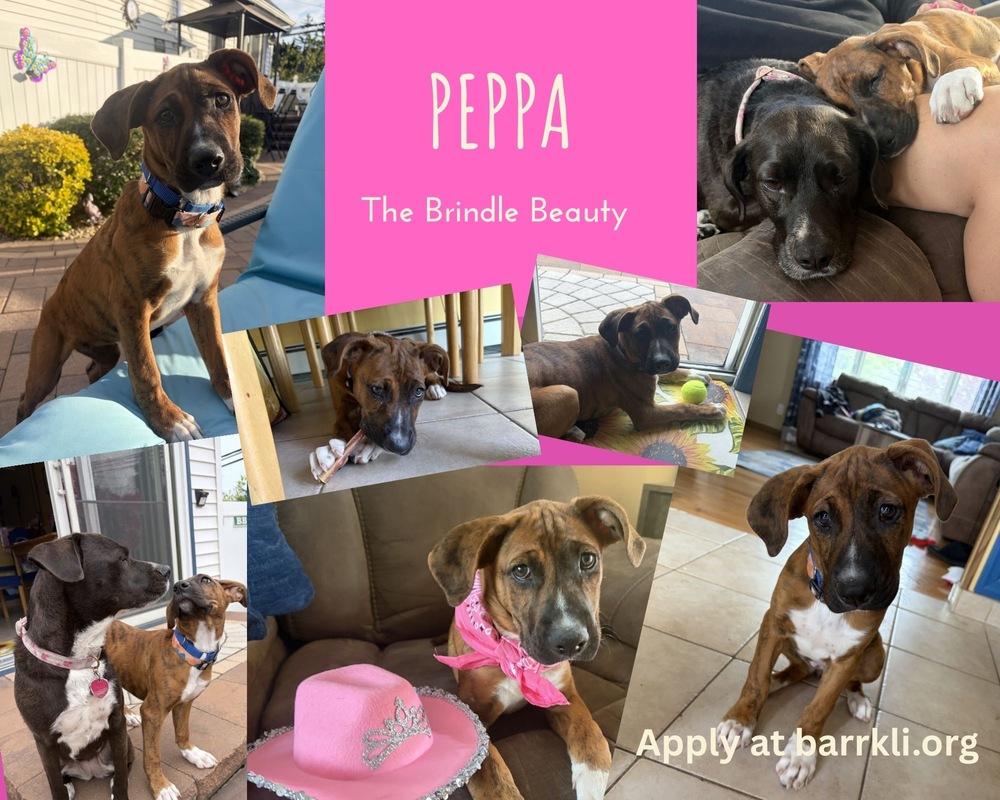 Peppa, a Adoptable mixed breed in Valley Stream, NY image 3/6