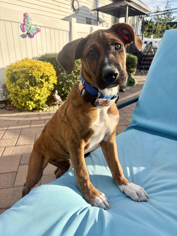 Peppa, a Adoptable mixed breed in Valley Stream, NY image 4/6
