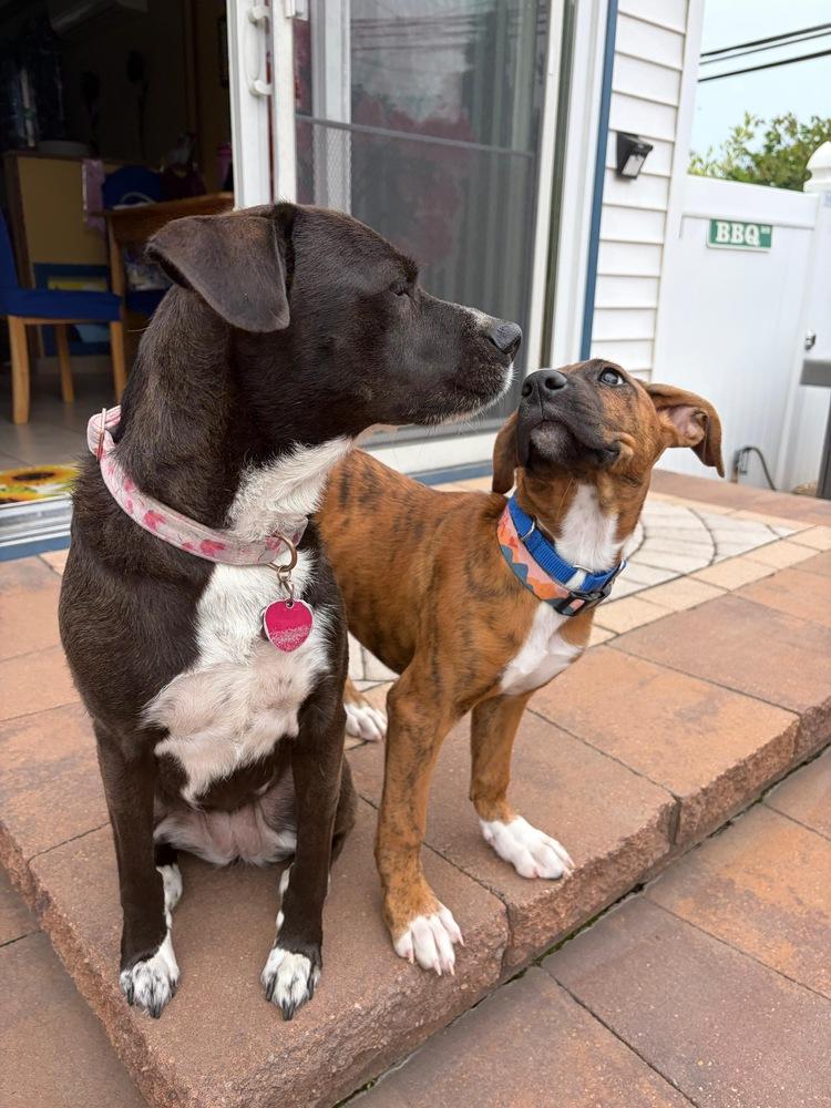 Peppa, a Adoptable mixed breed in Valley Stream, NY image 5/6