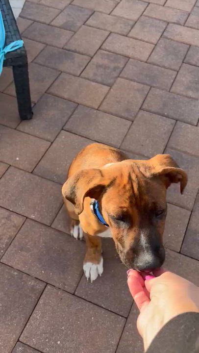 Enlarge Peppa, a Adoptable mixed breed in Valley Stream, NY video 6/6