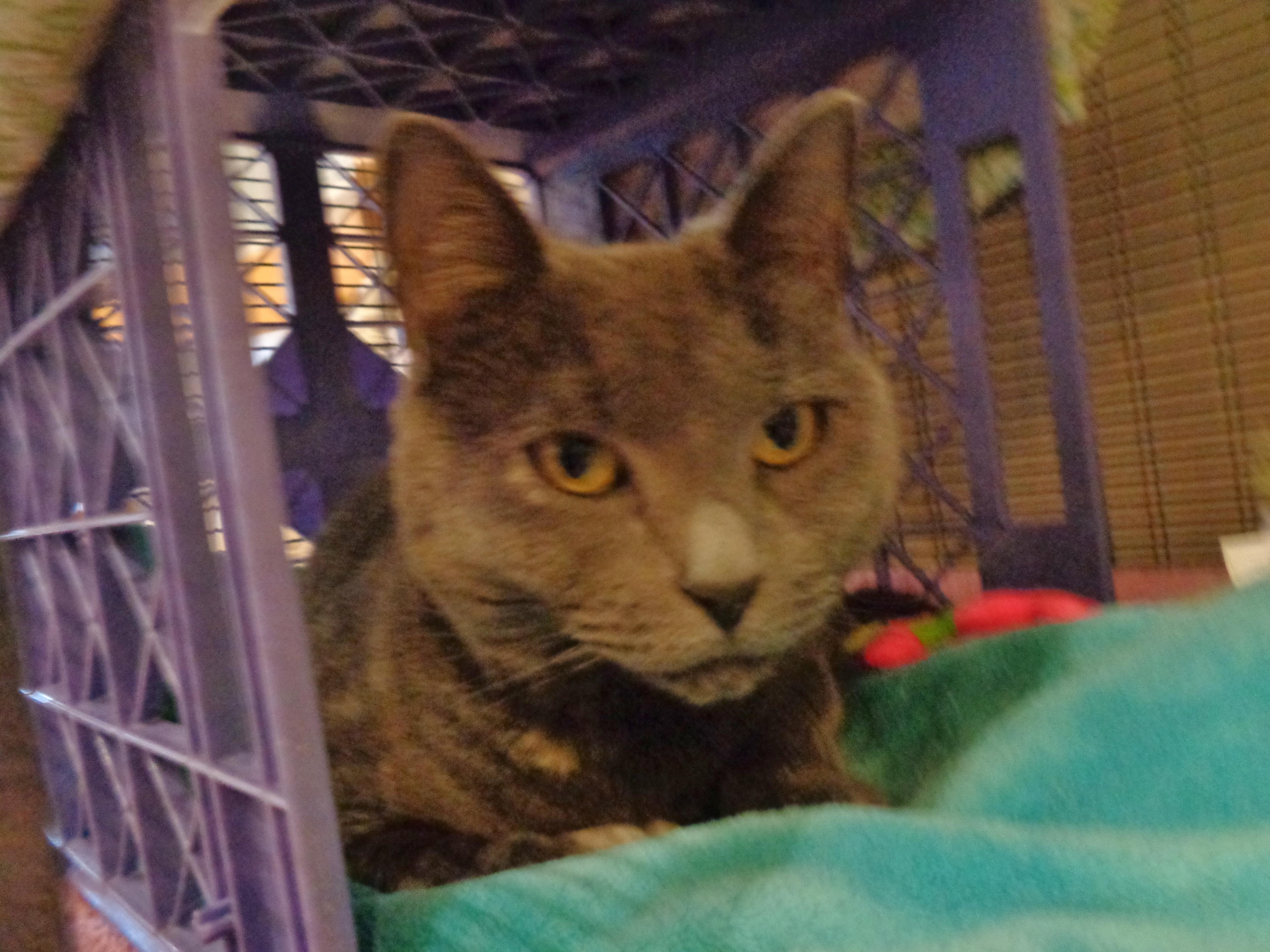 SUMMER, a ADOPTABLE Dilute Tortoiseshell in Delhi, NY image 2/3
