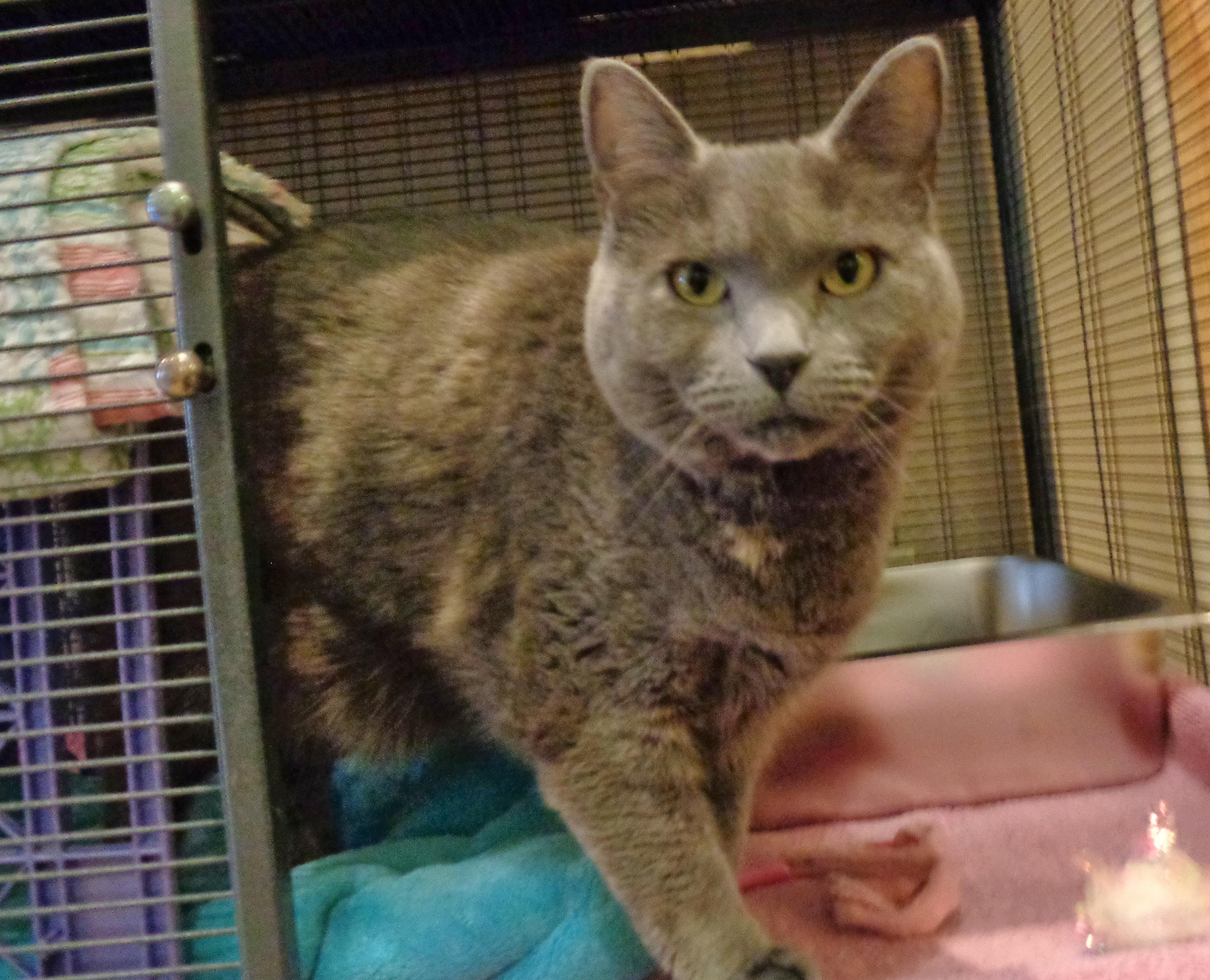 SUMMER, ADOPTABLE, Adult Female Dilute Tortoiseshell.