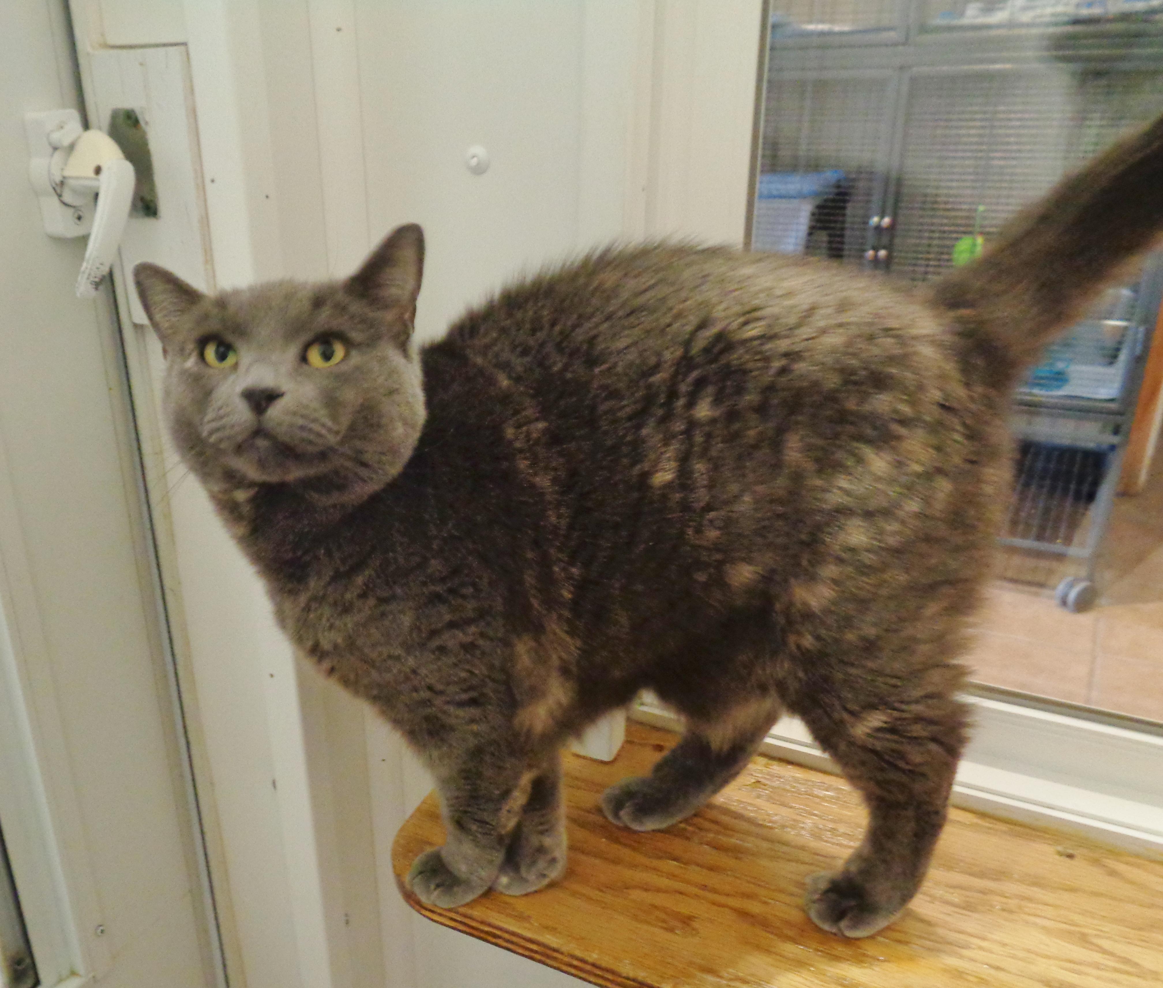 SUMMER, a ADOPTABLE Dilute Tortoiseshell in Delhi, NY image 3/3