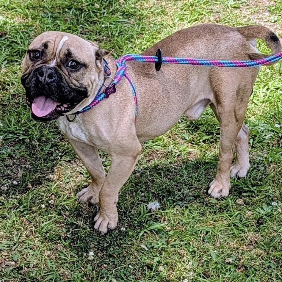 Enlarge Wally, a Adopted American Bulldog in Hillsborough , NC image 1/3