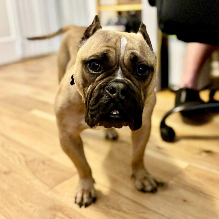 Enlarge Wally, a Adopted American Bulldog in Hillsborough , NC image 2/3