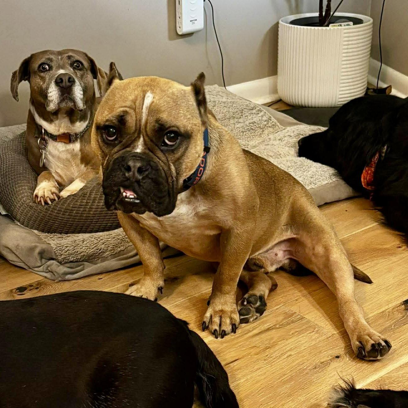 Enlarge Wally, a Adopted American Bulldog in Hillsborough , NC image 3/3