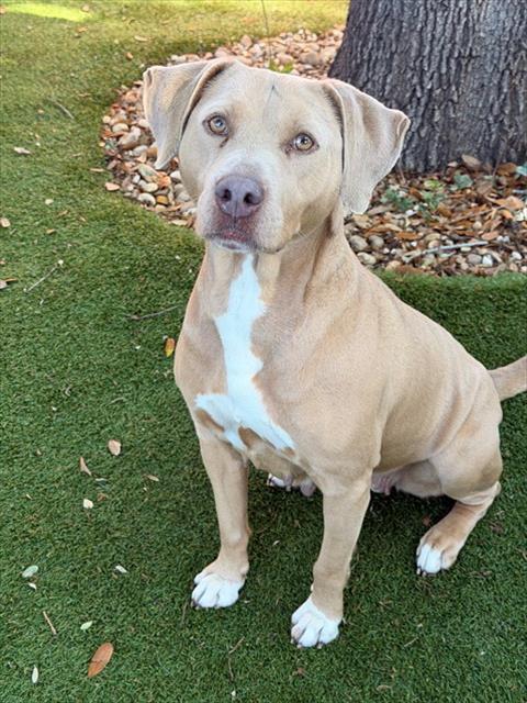 DEBBIE, Adoptable, Young Female Pit Bull Terrier & Mixed Breed.