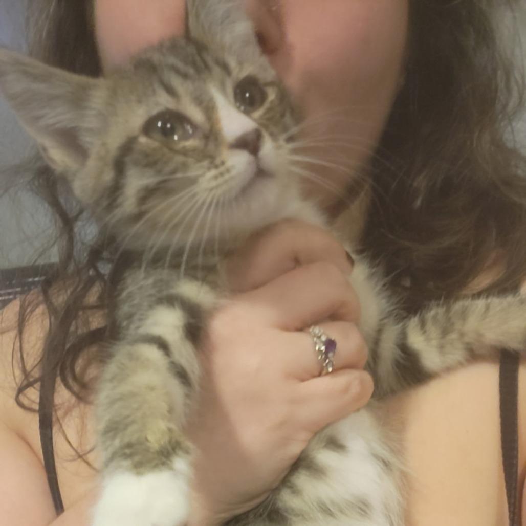 Nutmeg, Adoptable, Kitten Male Domestic Short Hair.