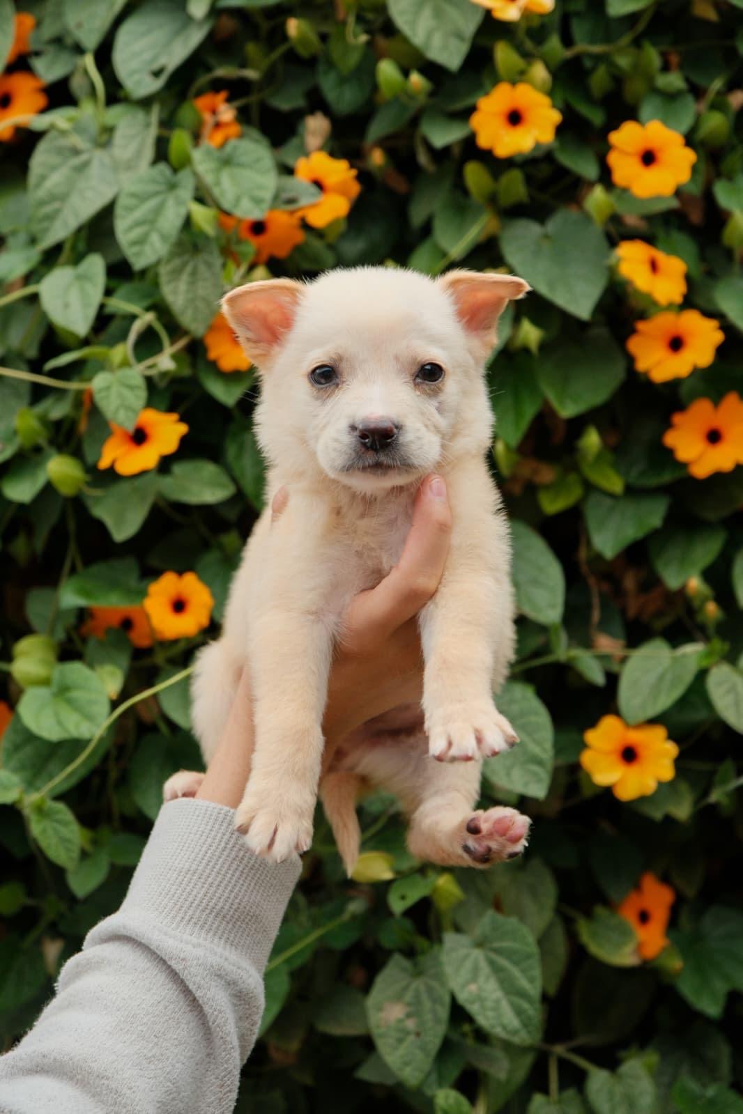 Enlarge Parmesan, a Adoptable mixed breed in San Diego, CA image 1/1
