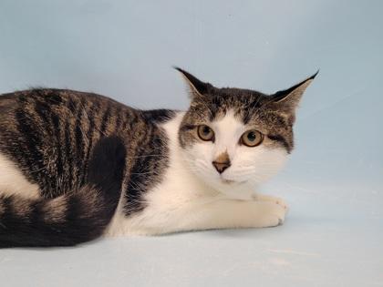 Luna, Adoptable, Young Female Domestic Short Hair & Domestic Short Hair.