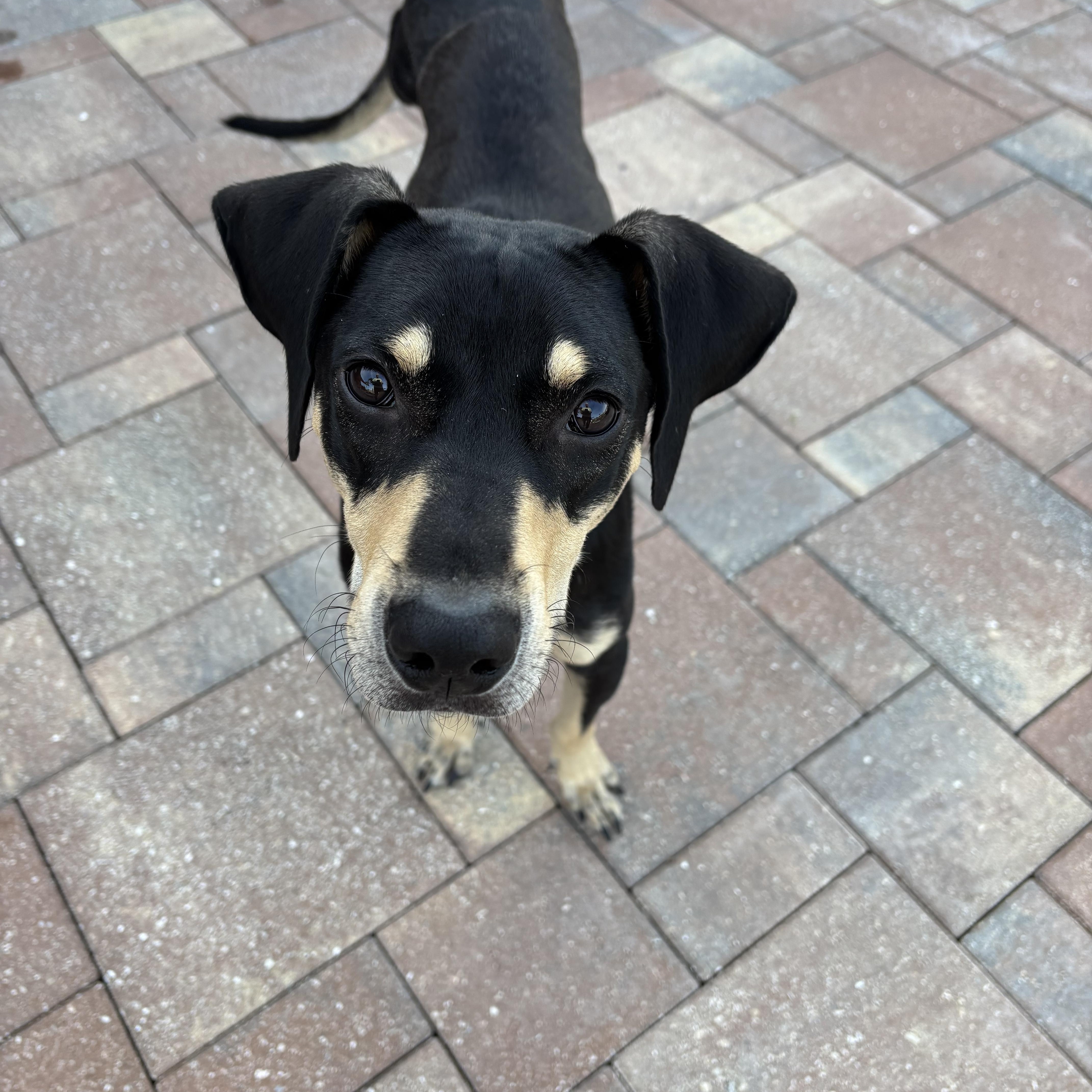 Lego, Young Male Black and Tan Coonhound