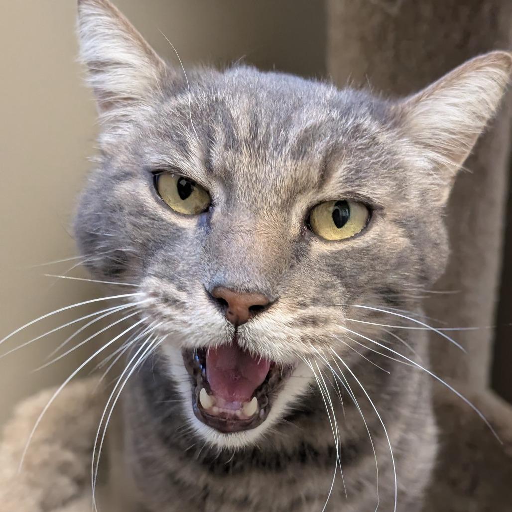 Enlarge Frosty, a Adoptable Domestic Short Hair in Sonoma, CA image 1/6