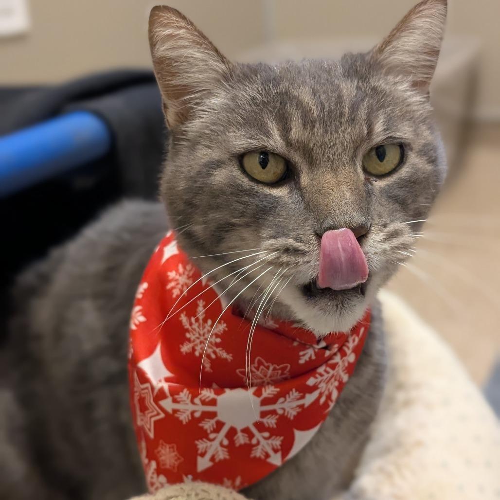 Enlarge Frosty, a Adoptable Domestic Short Hair in Sonoma, CA image 2/6