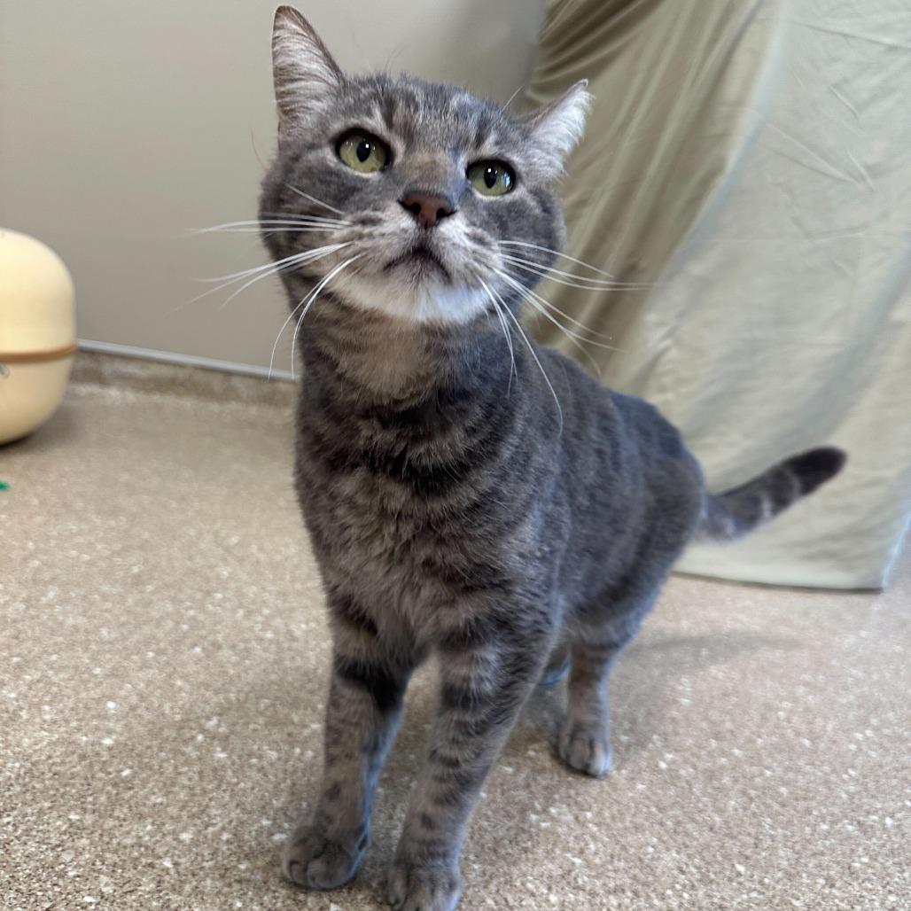 Frosty, a Adoptable Domestic Short Hair in Sonoma, CA image 3/6