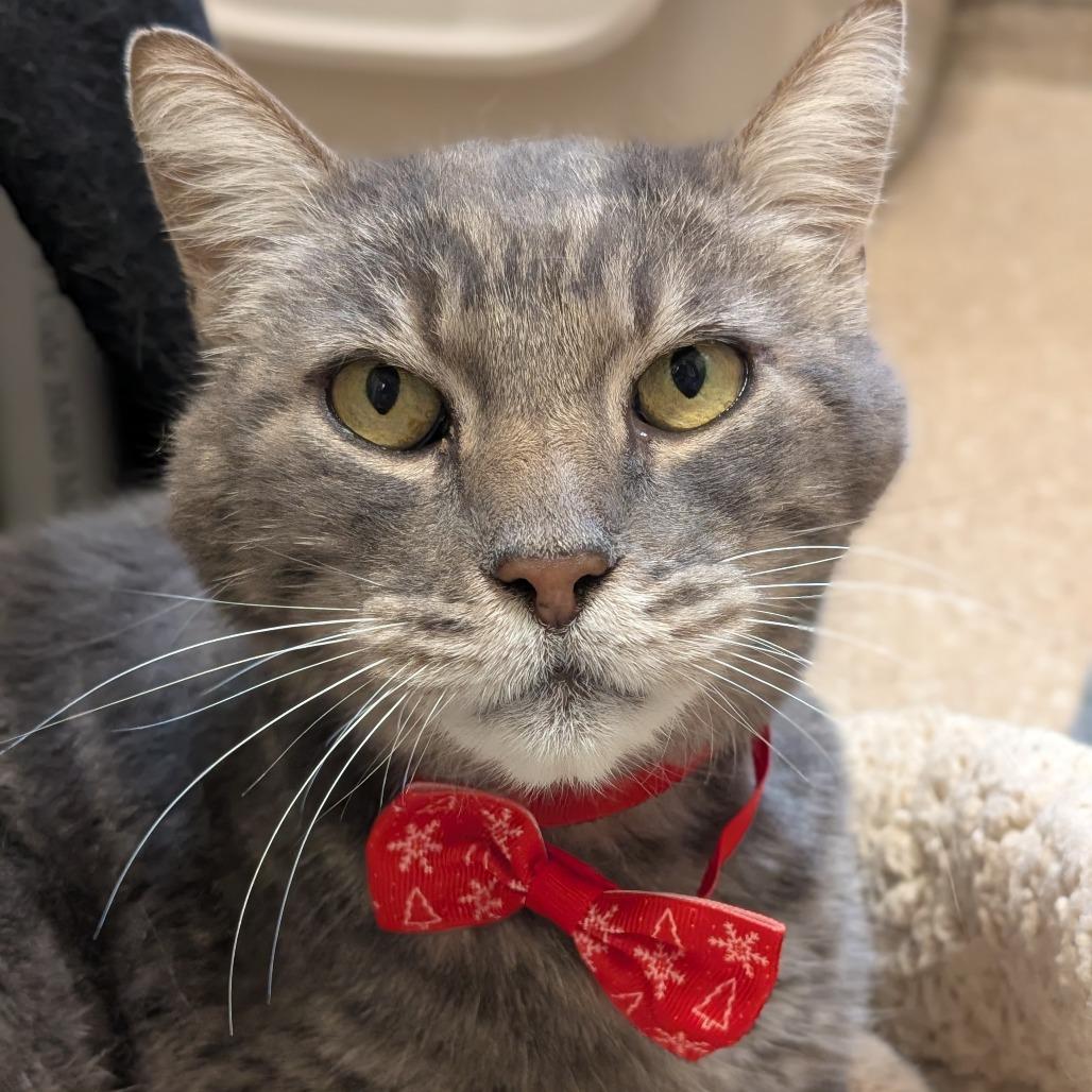 Enlarge Frosty, a Adoptable Domestic Short Hair in Sonoma, CA image 3/6