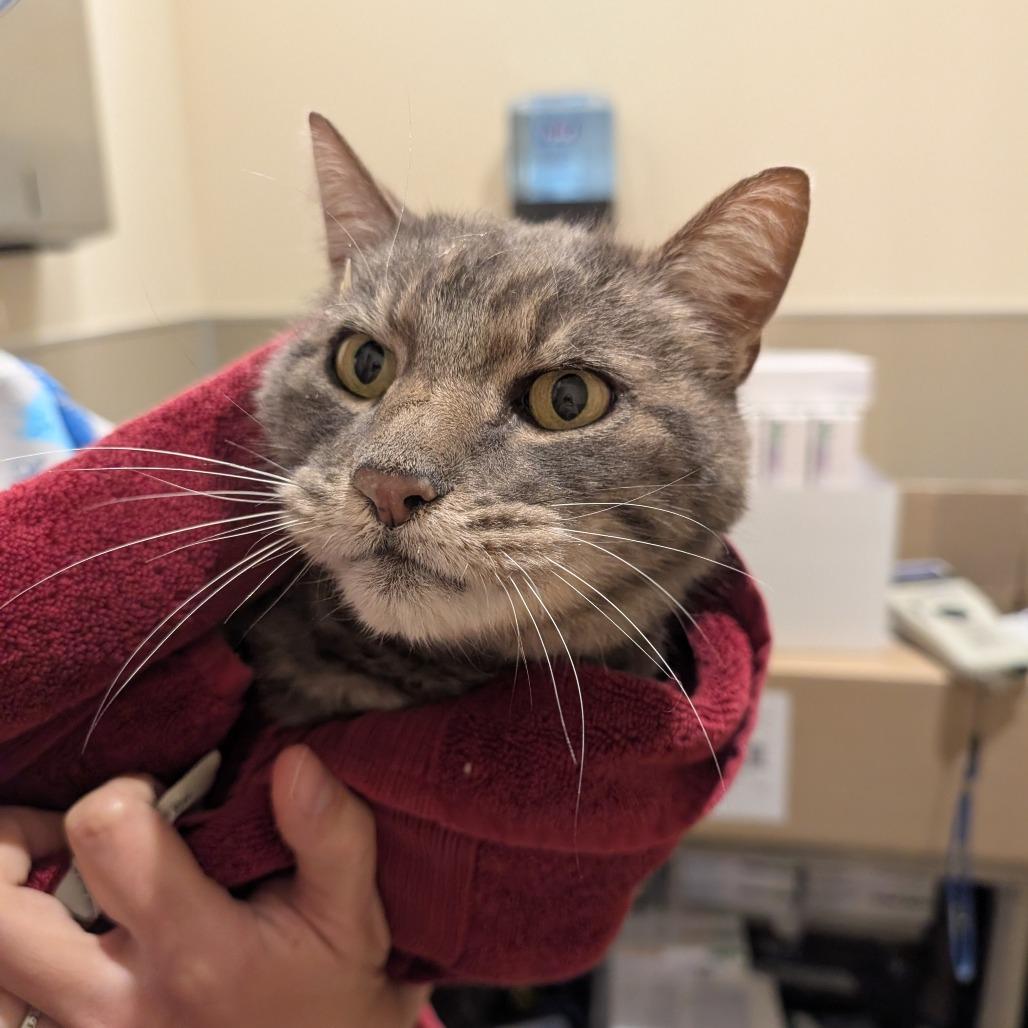 Enlarge Frosty, a Adoptable Domestic Short Hair in Sonoma, CA image 4/6