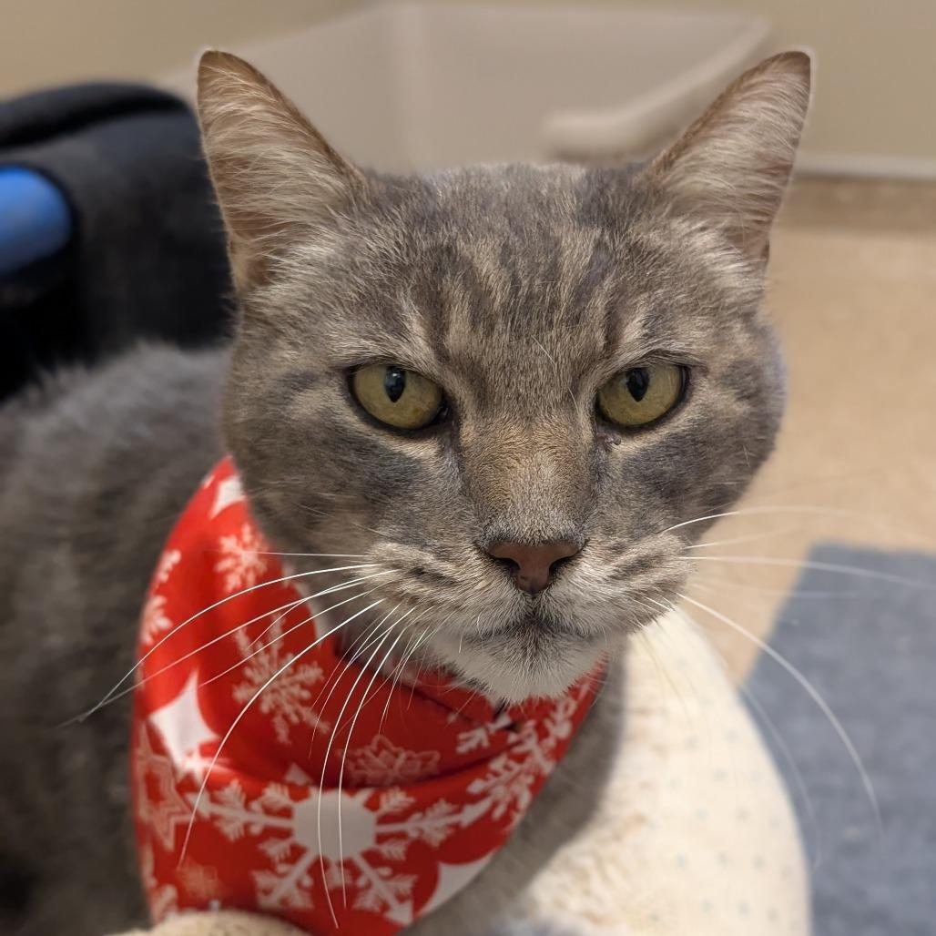 Enlarge Frosty, a Adoptable Domestic Short Hair in Sonoma, CA image 5/6