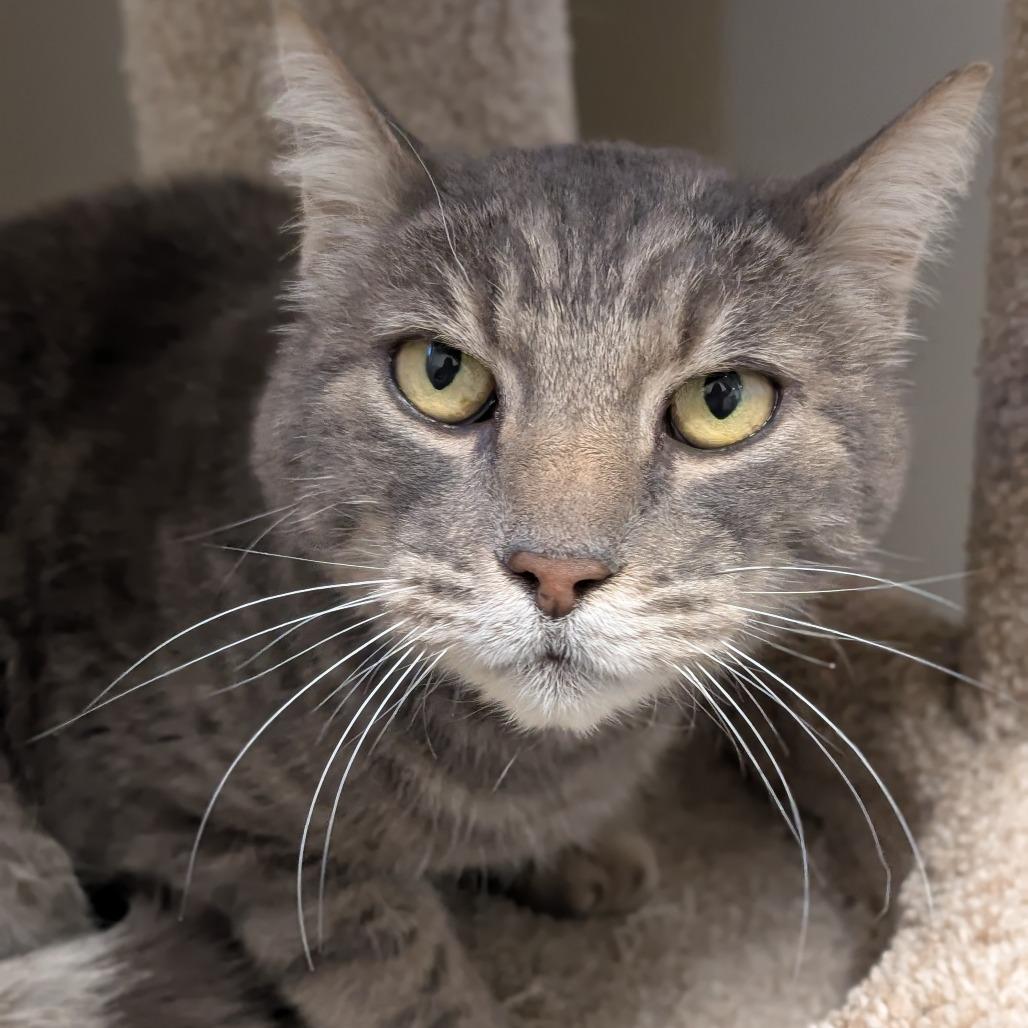 Enlarge Frosty, a Adoptable Domestic Short Hair in Sonoma, CA image 6/6