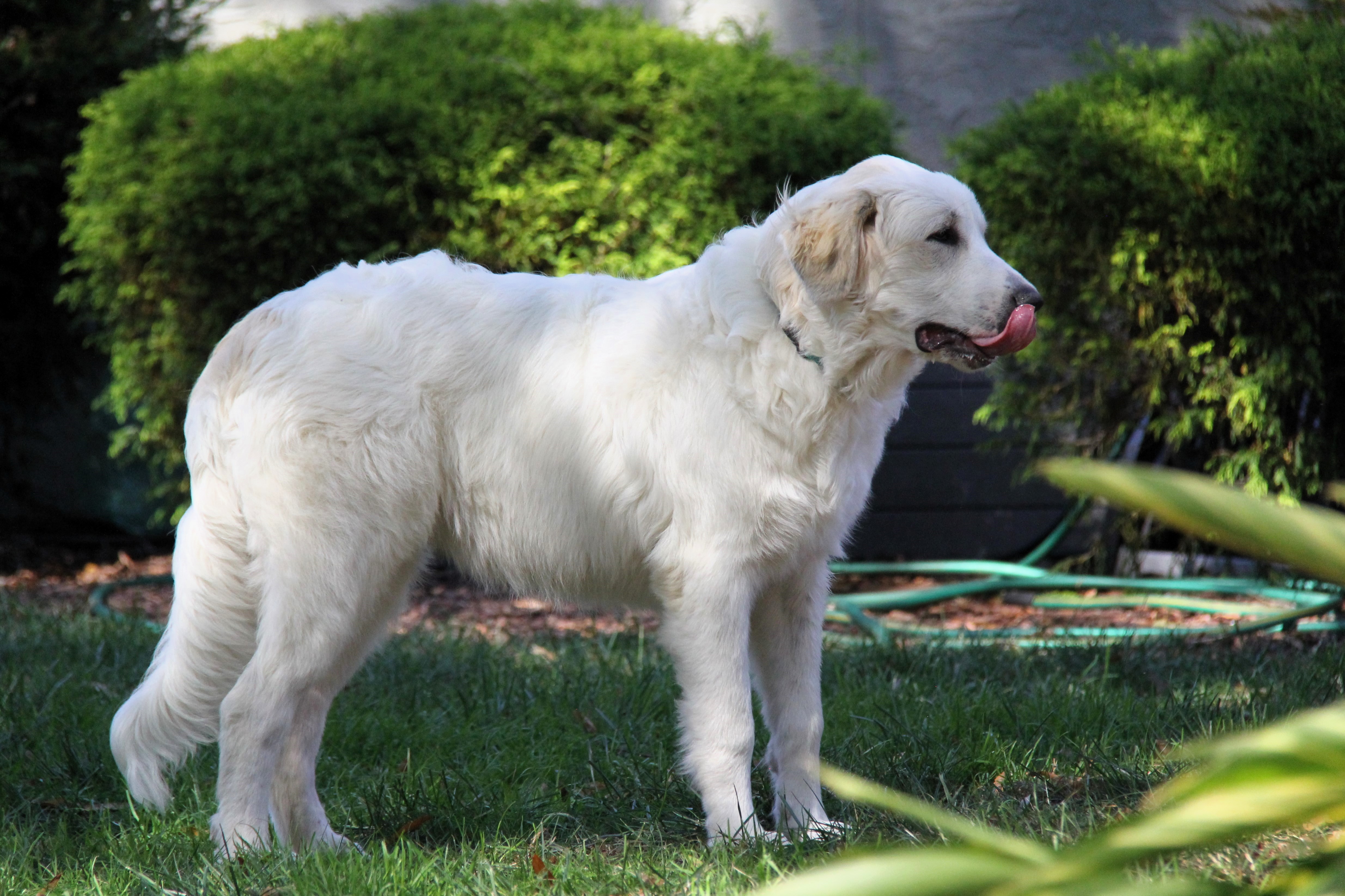 Saylor, a Adoptable Great Pyrenees in Monroe, NC image 3/5