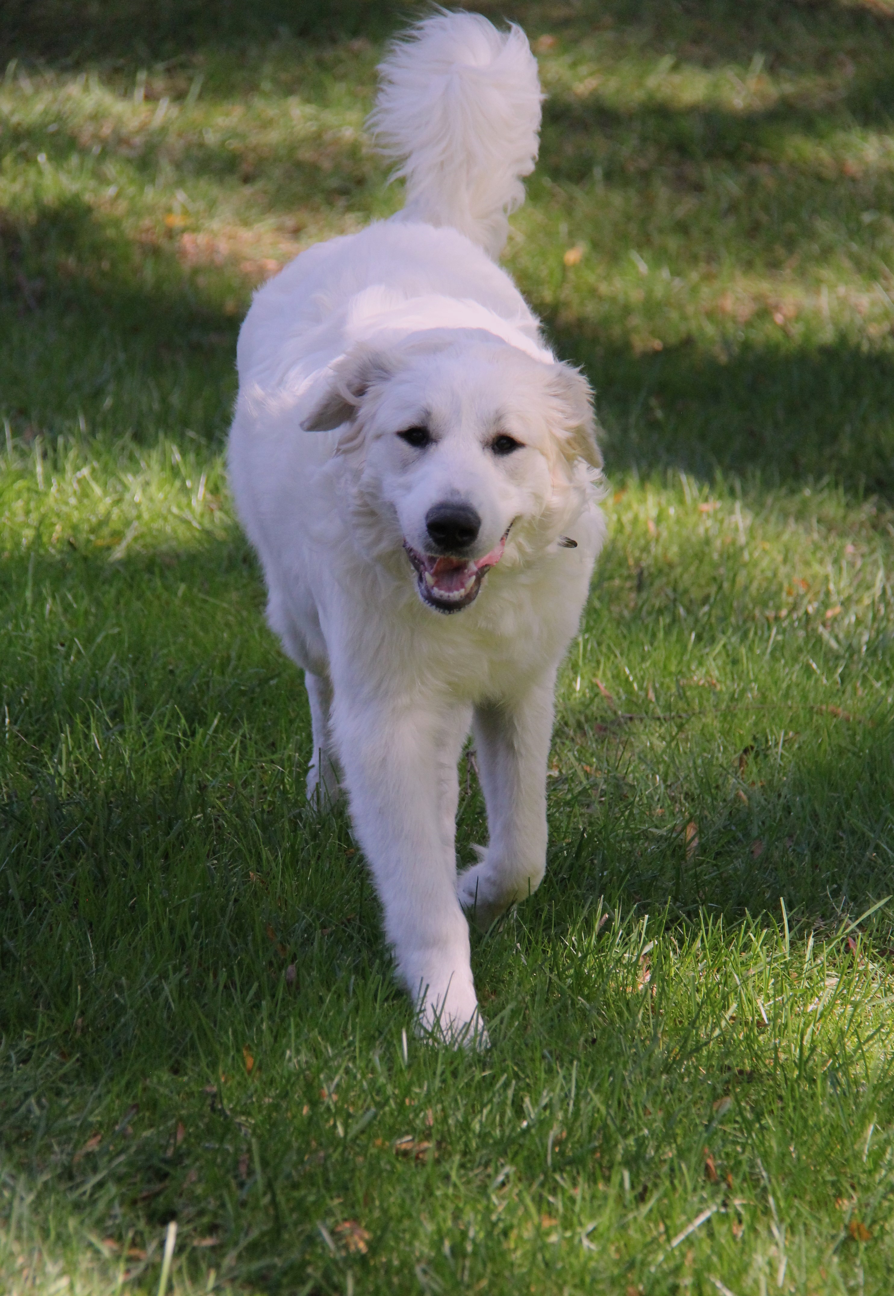 Saylor, a Adoptable Great Pyrenees in Monroe, NC image 4/5