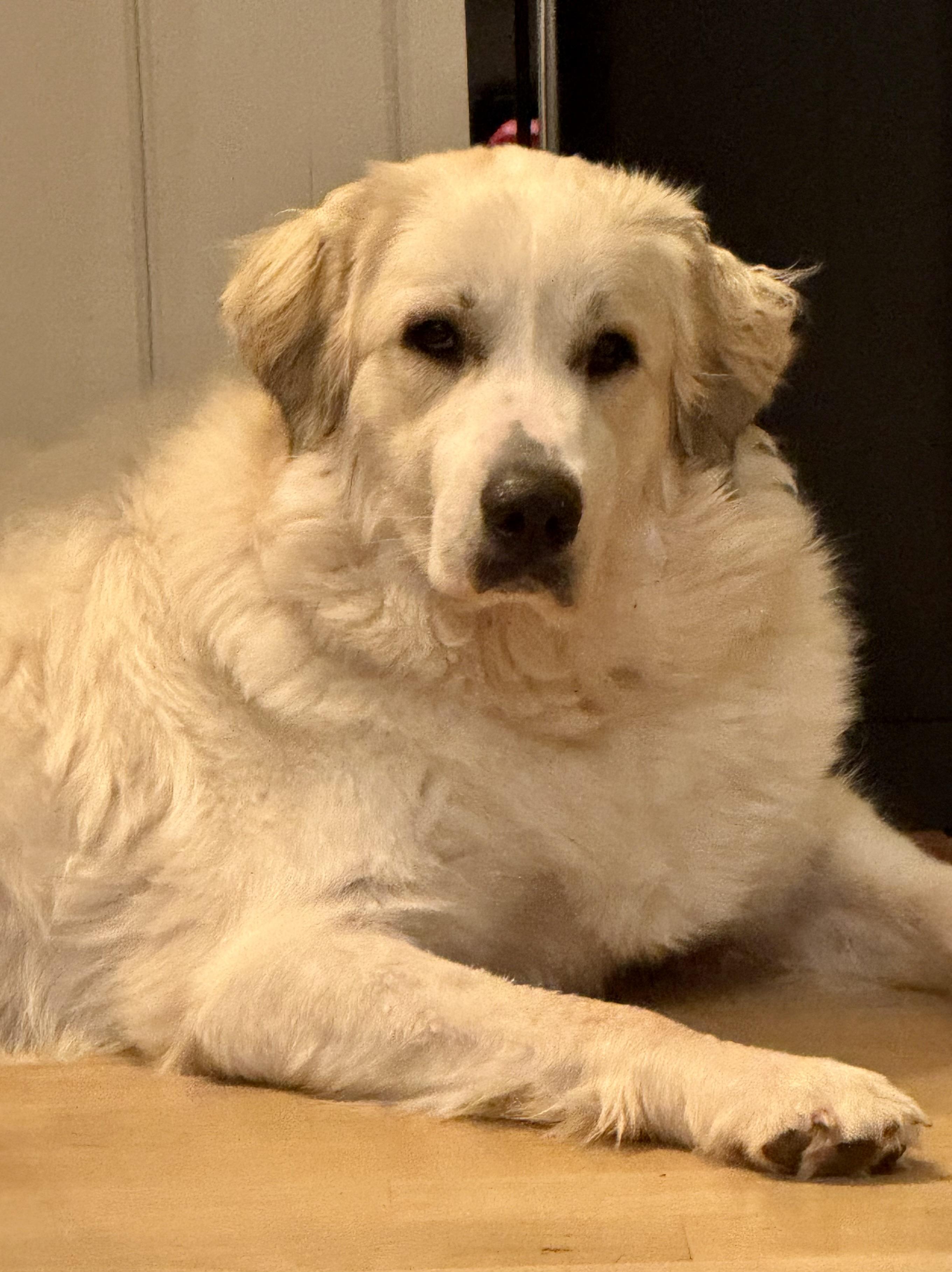 Saylor, a Adoptable Great Pyrenees in Monroe, NC image 1/5