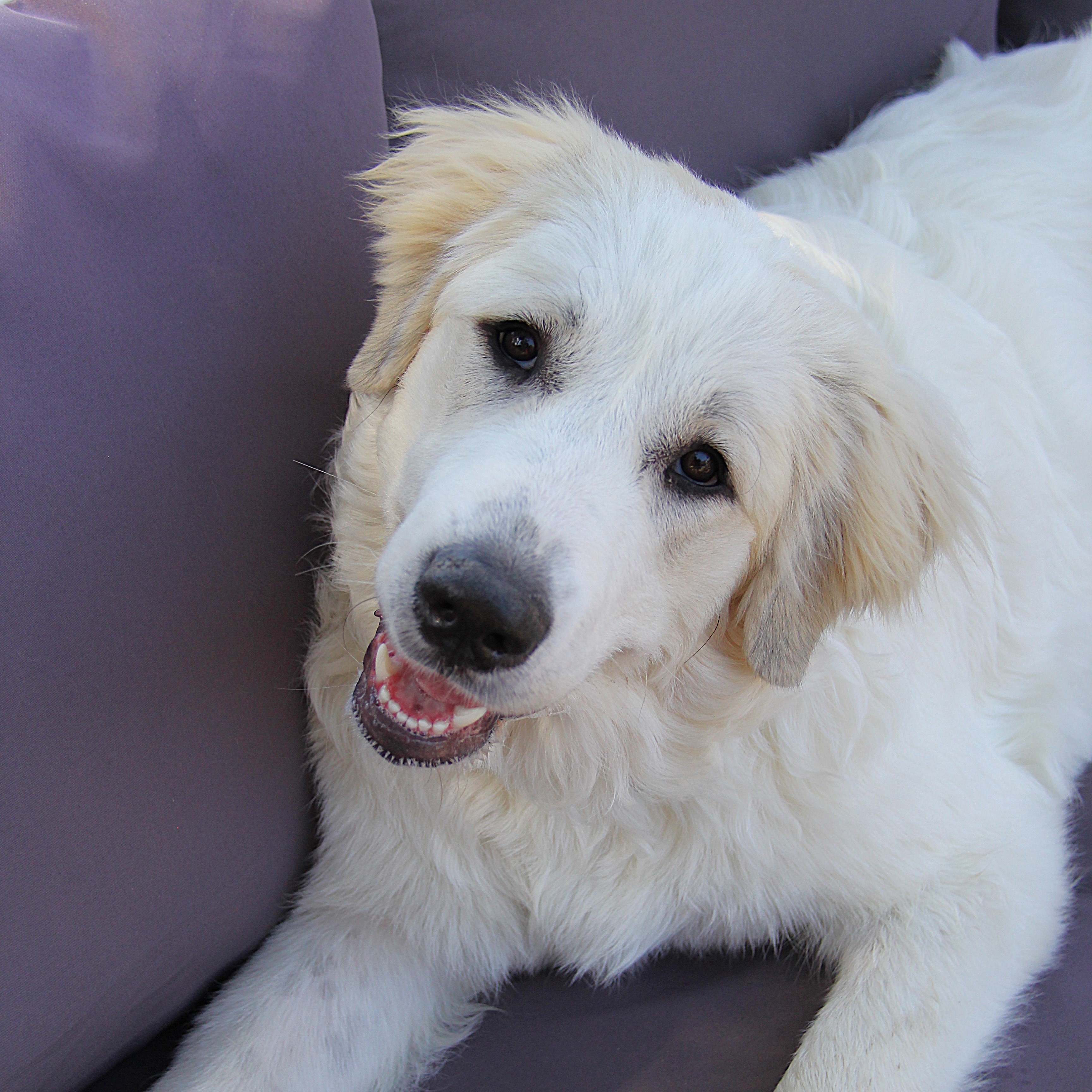 Saylor, a Adoptable Great Pyrenees in Monroe, NC image 2/5