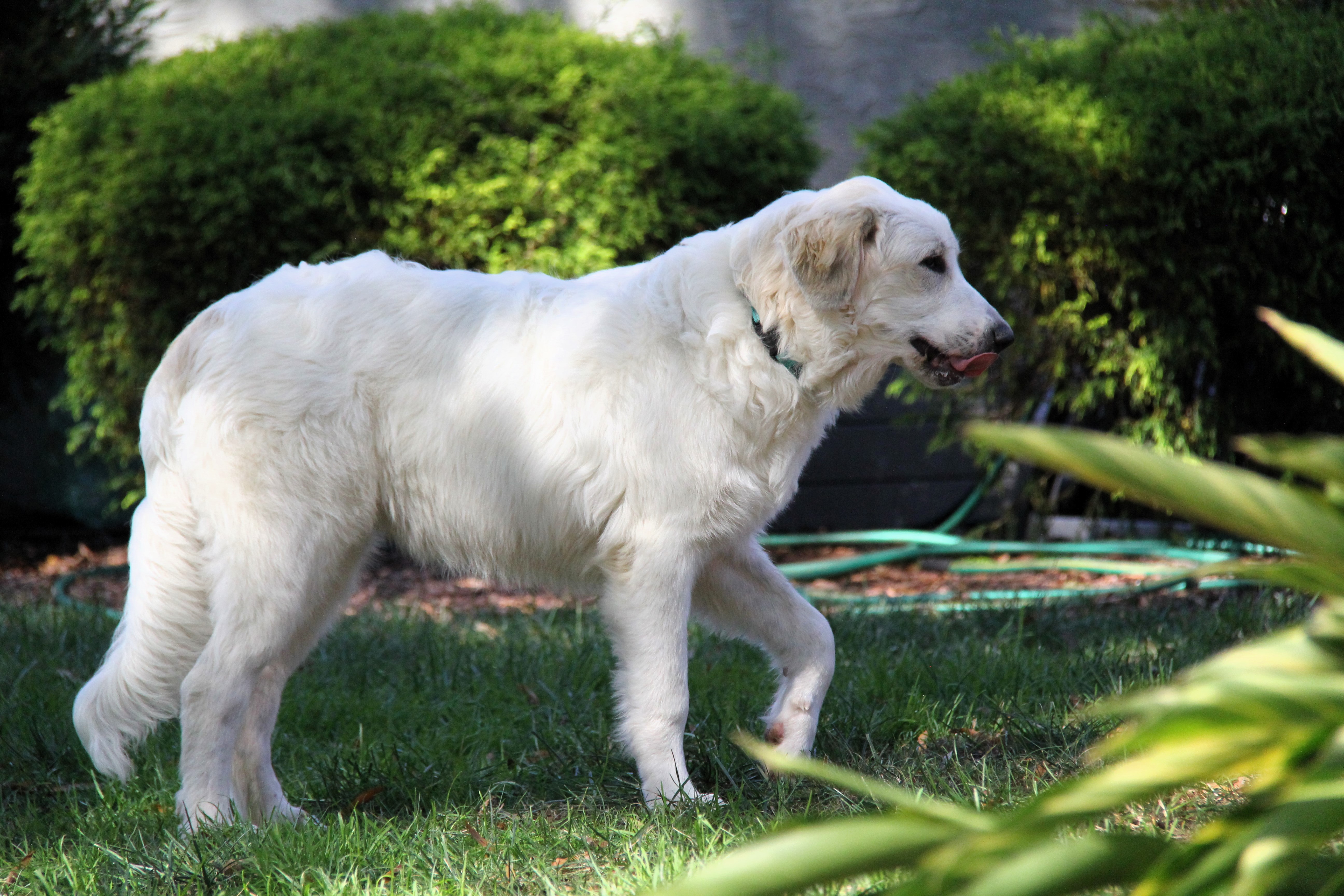 Saylor, a Adoptable Great Pyrenees in Monroe, NC image 5/5