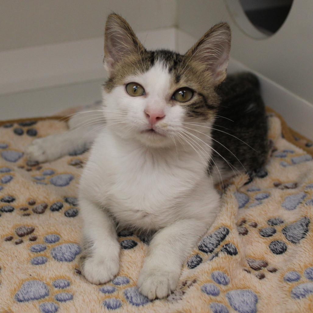 Beans — thumbnail 2