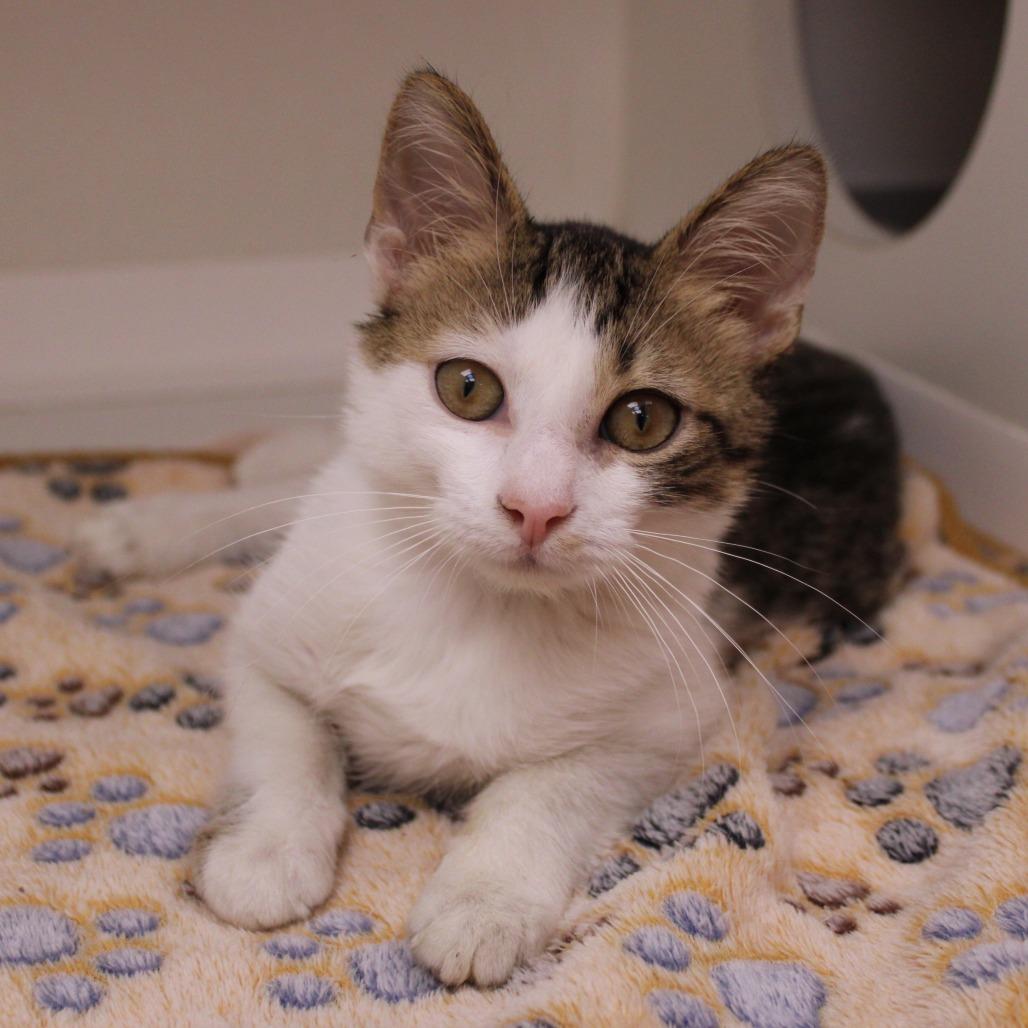 Beans — thumbnail 3