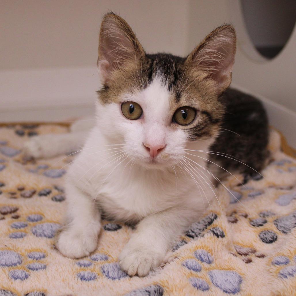 Beans — thumbnail 4