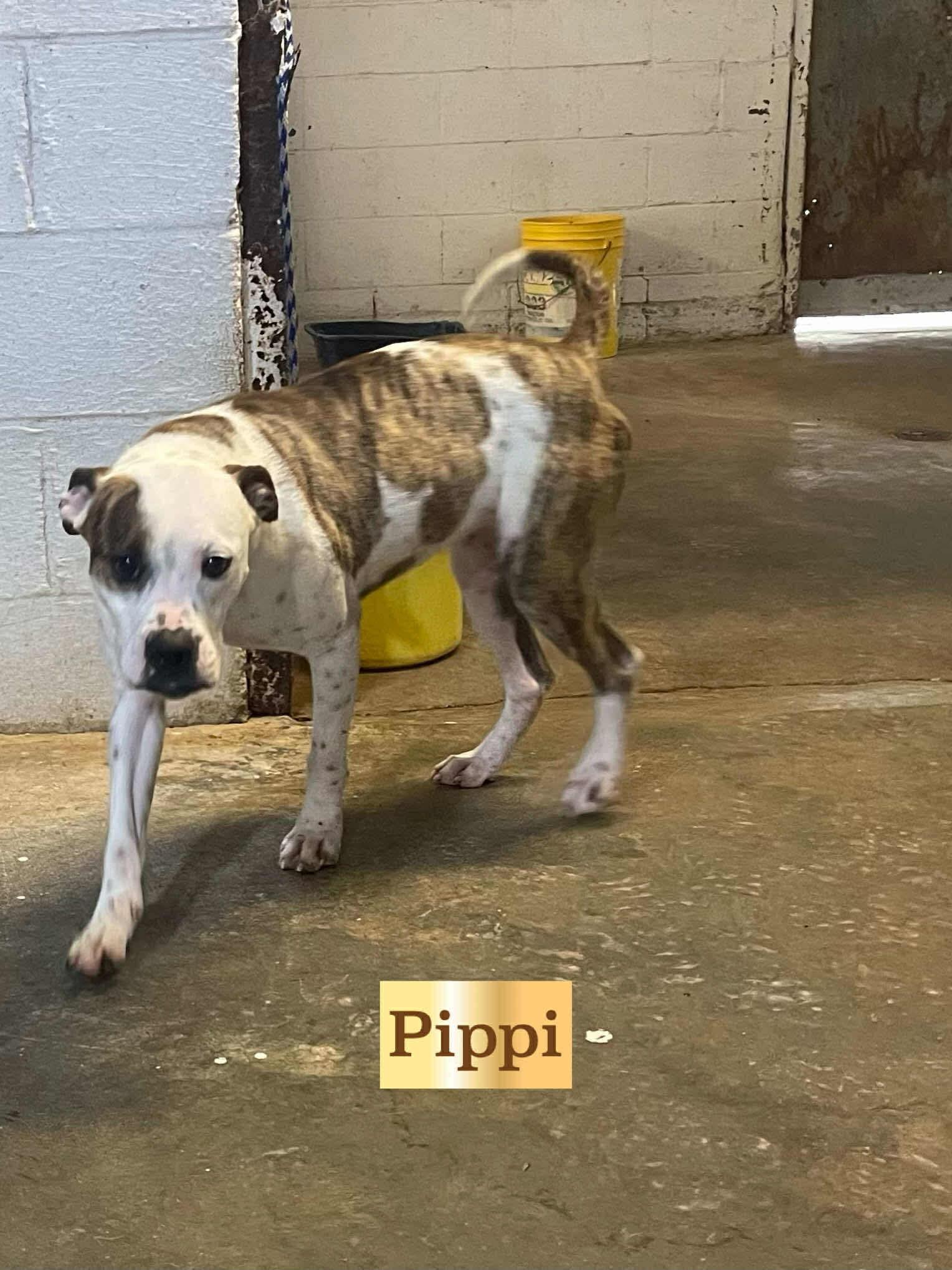 Pippi, Young Female unknown