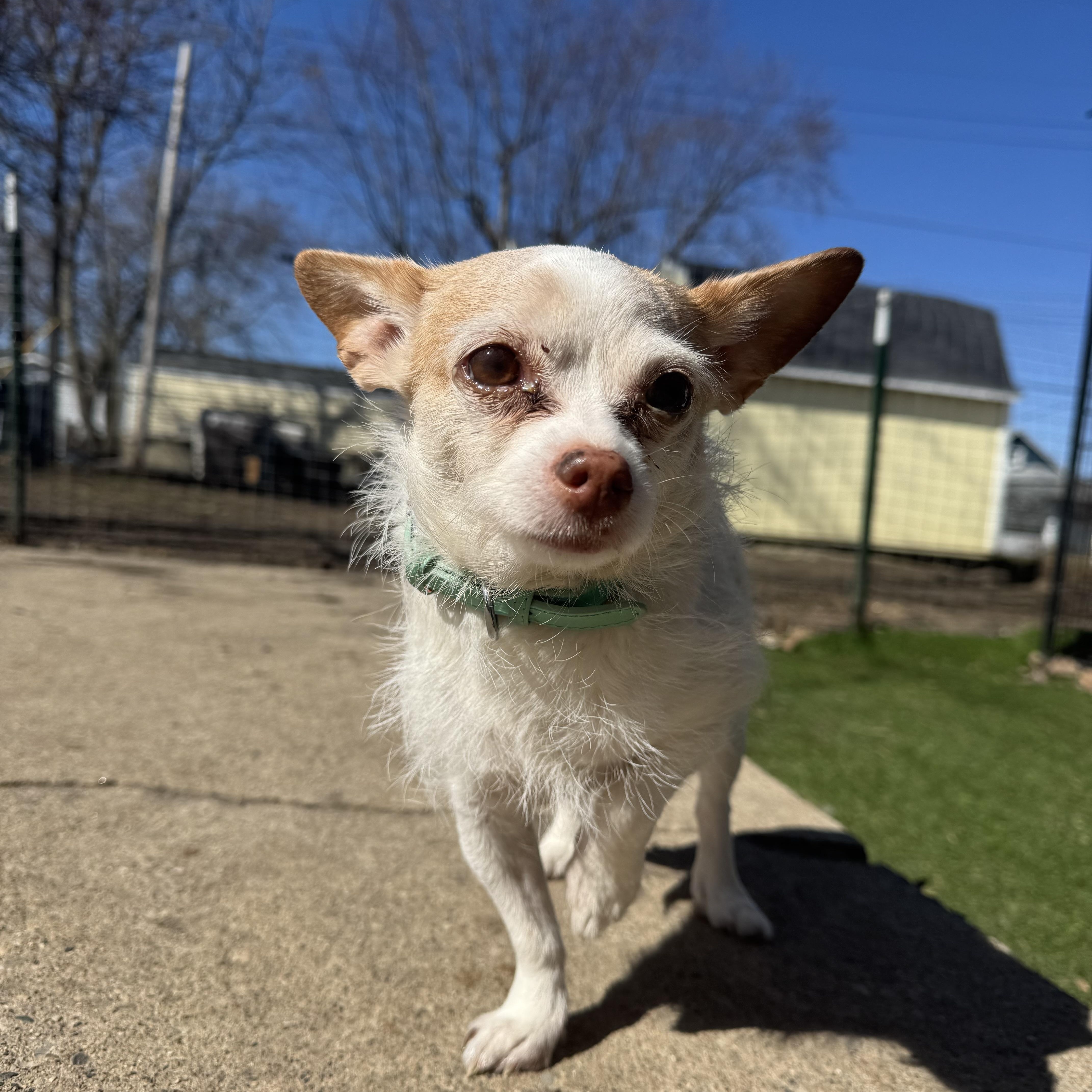 Baylee! Sweet gentle older gal