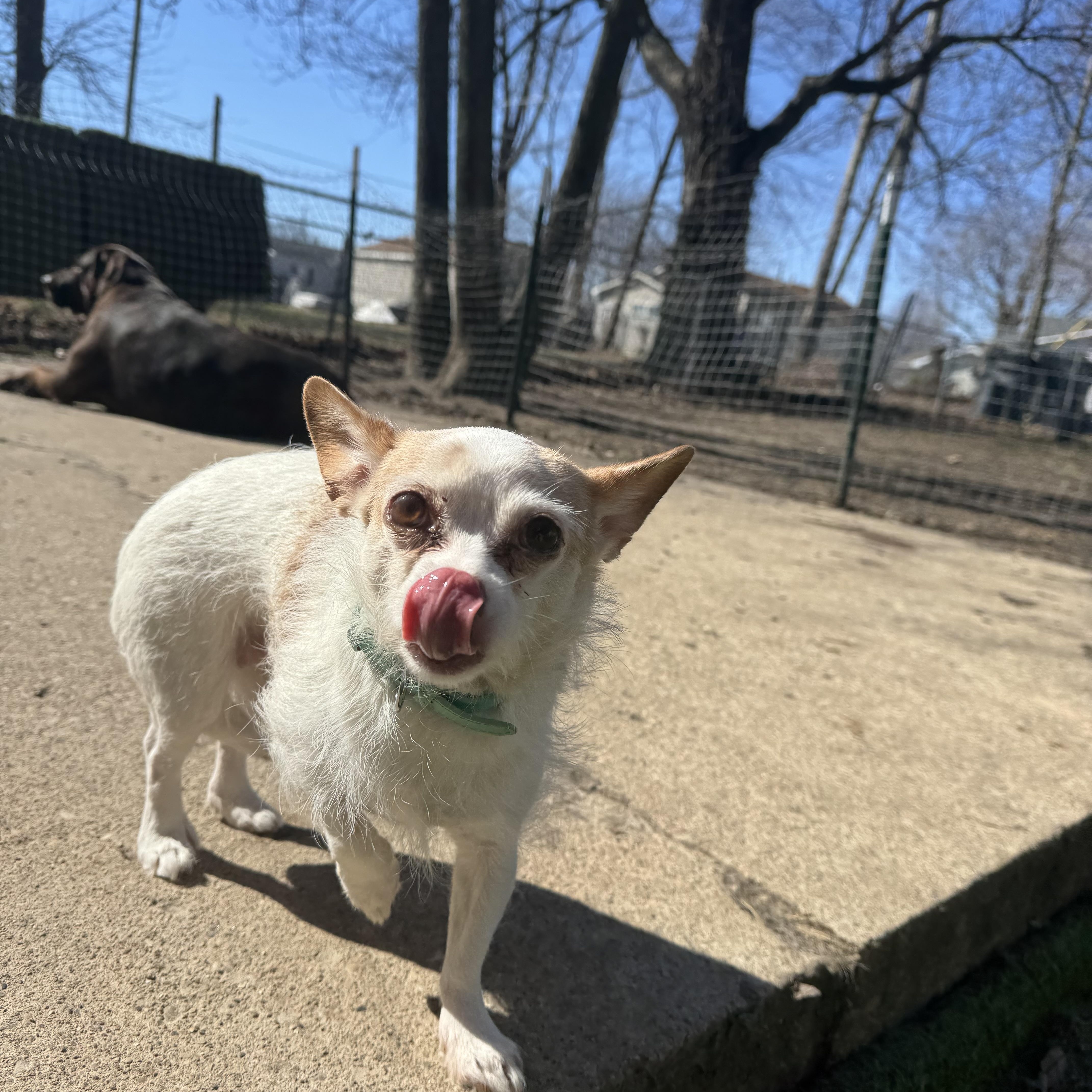 Baylee! Sweet gentle older gal — thumbnail 2