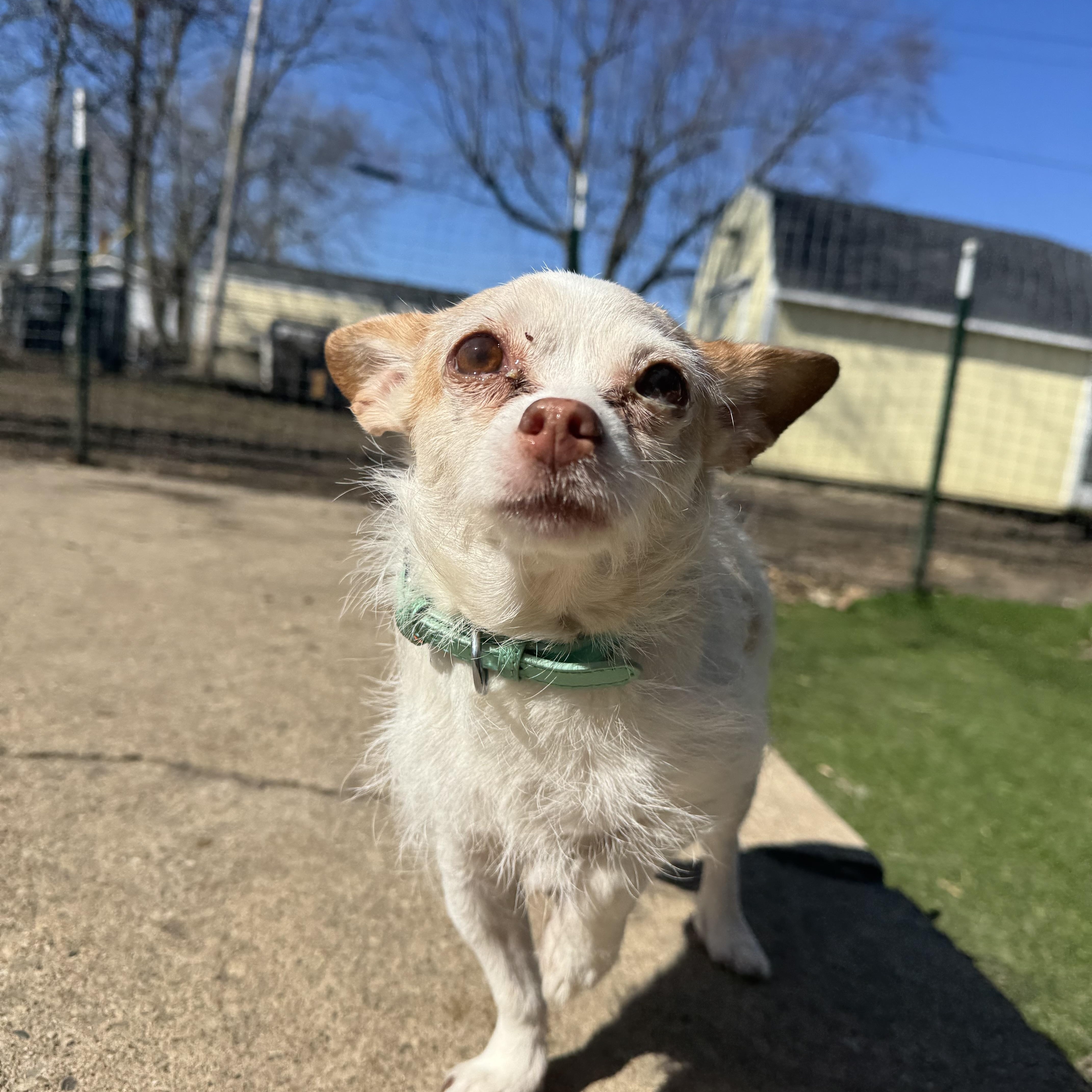 Enlarge Baylee! Sweet gentle older gal , a ADOPTABLE mixed breed in RUSSIAVILLE, IN image 5/6