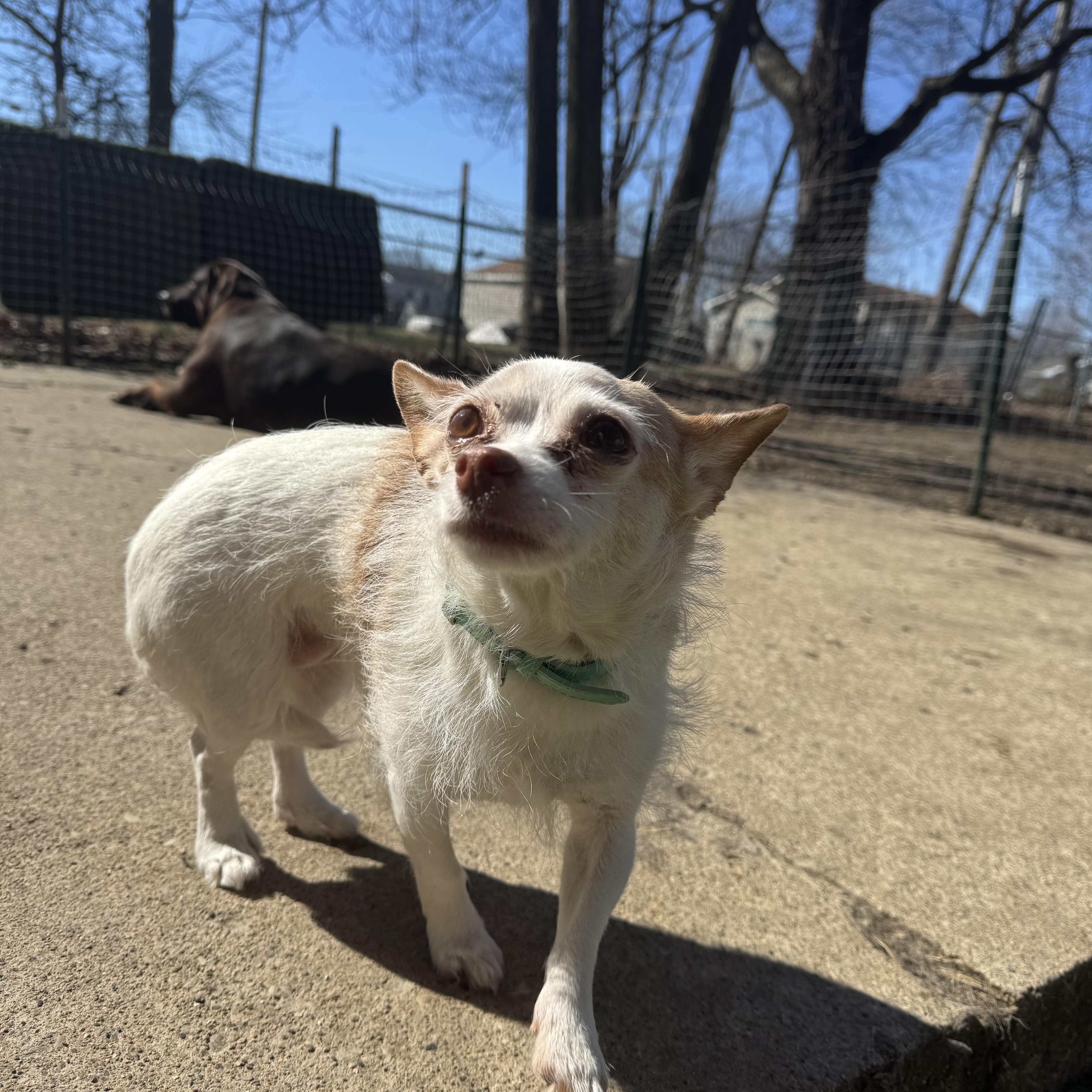 Baylee! Sweet gentle older gal — thumbnail 4