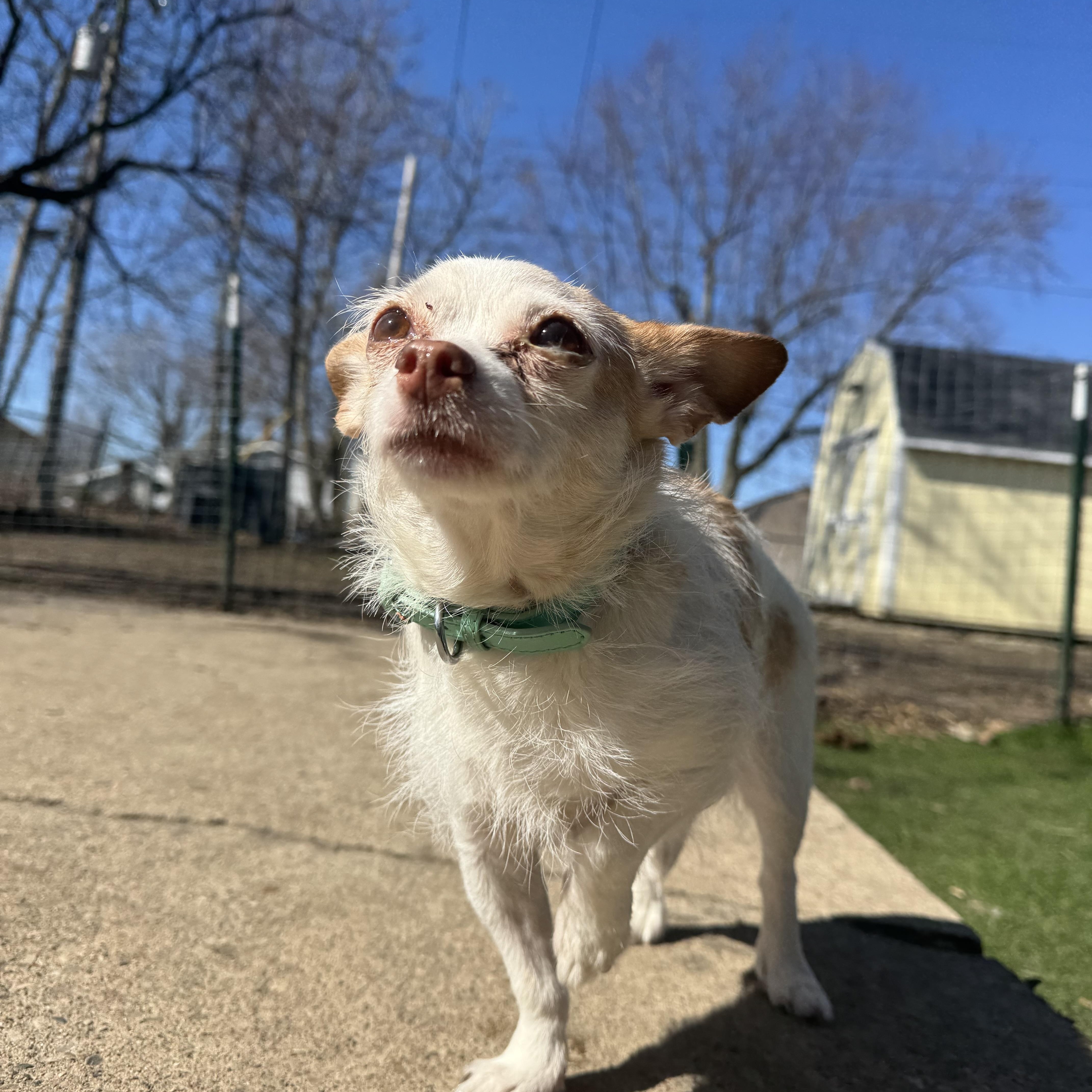 Baylee! Sweet gentle older gal — thumbnail 5