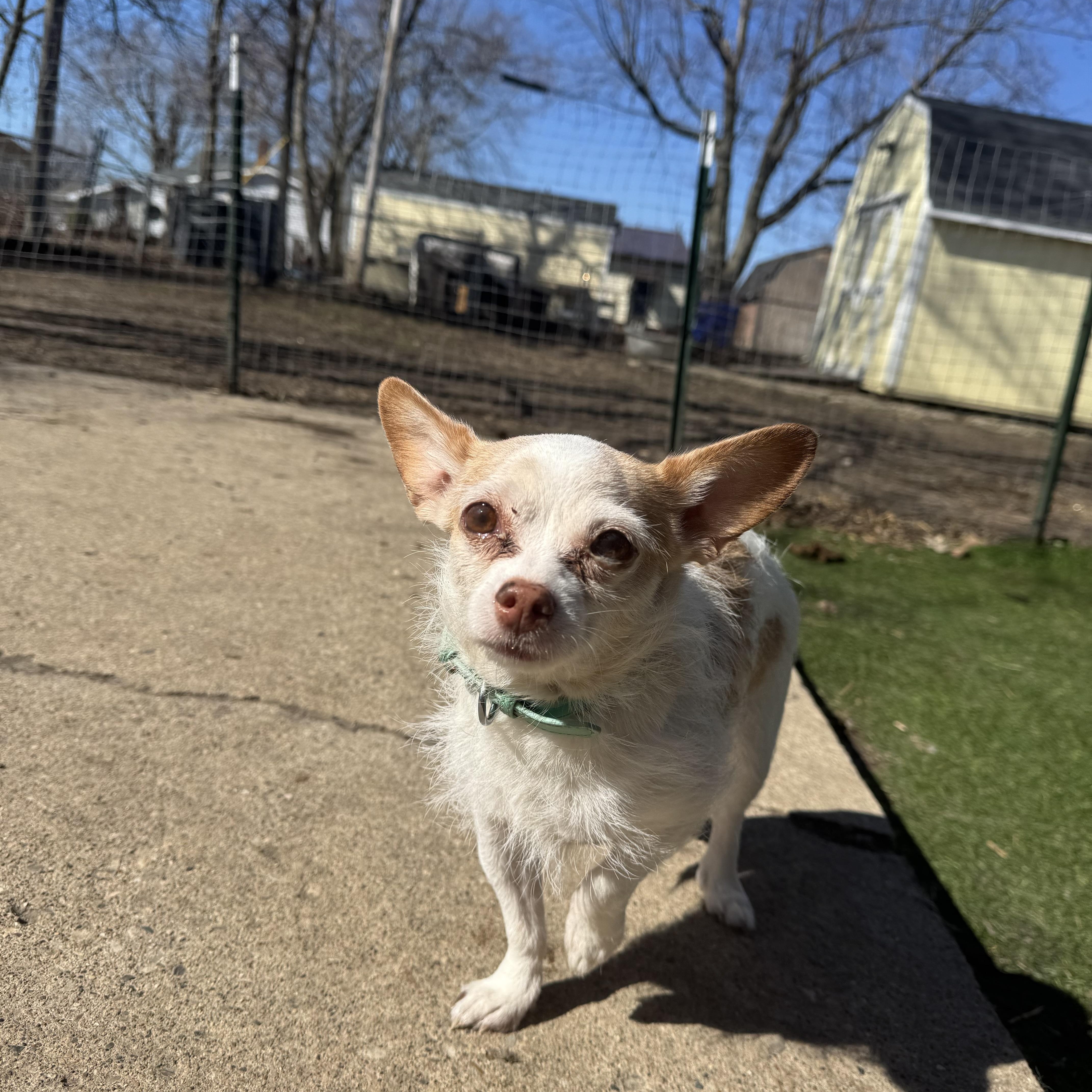 Enlarge Baylee! Sweet gentle older gal , a ADOPTABLE mixed breed in RUSSIAVILLE, IN image 1/6