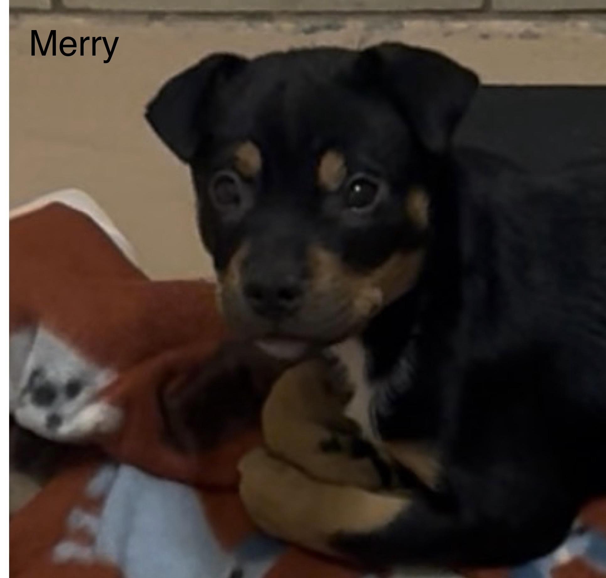 Enlarge Merry, an adopted mixed breed in Ulster, PA image 1/1