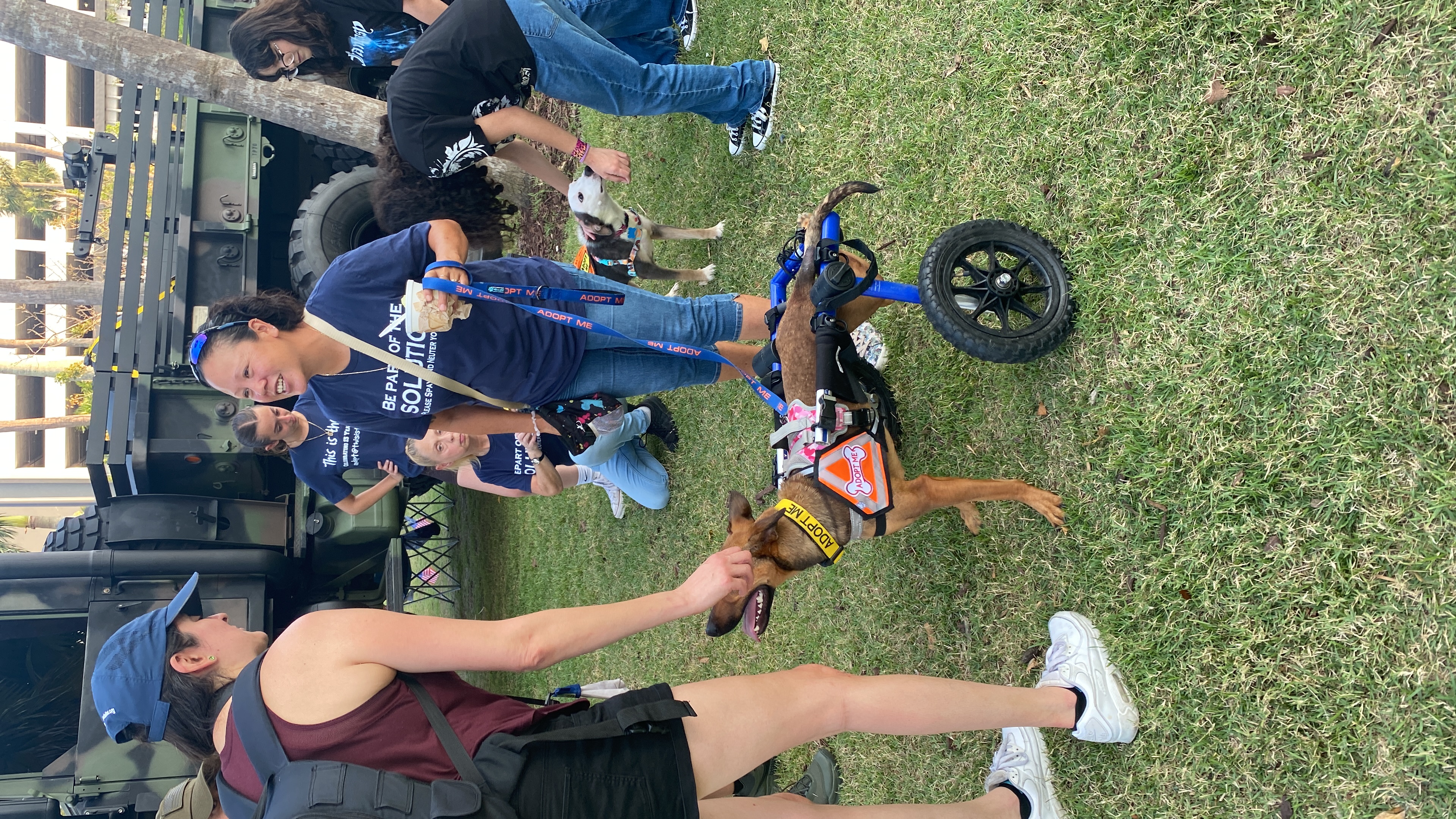 Enlarge Glitter, a Adoptable mixed breed in Ocala, FL image 5/6