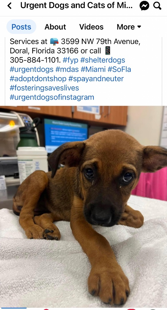 Enlarge Glitter, a Adoptable mixed breed in Ocala, FL image 2/6