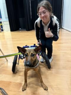 Enlarge Glitter, a Adoptable mixed breed in Ocala, FL image 1/6